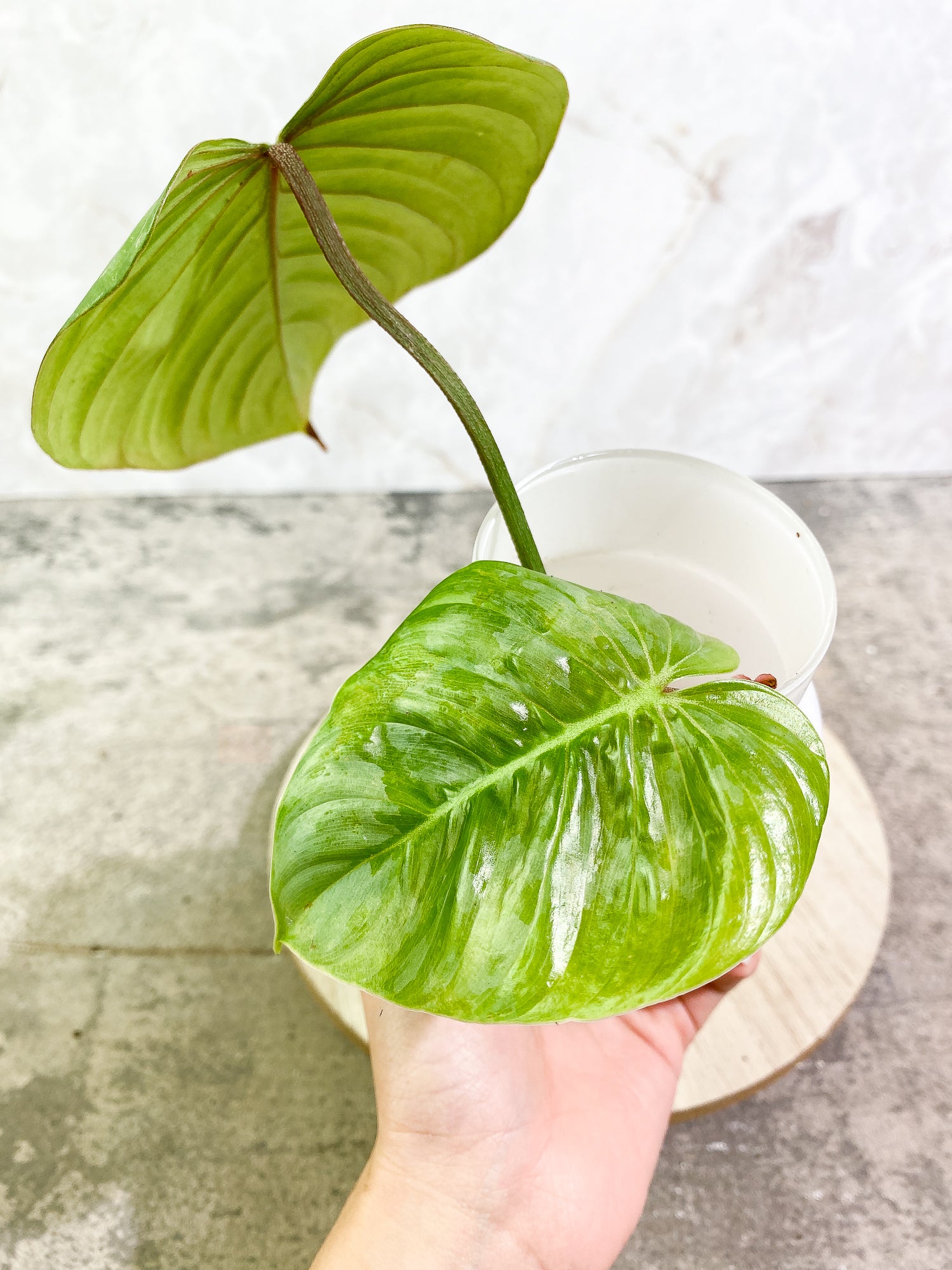 Philodendron majestic (Verrucosum x Sodiroi)  2 leaves rooting