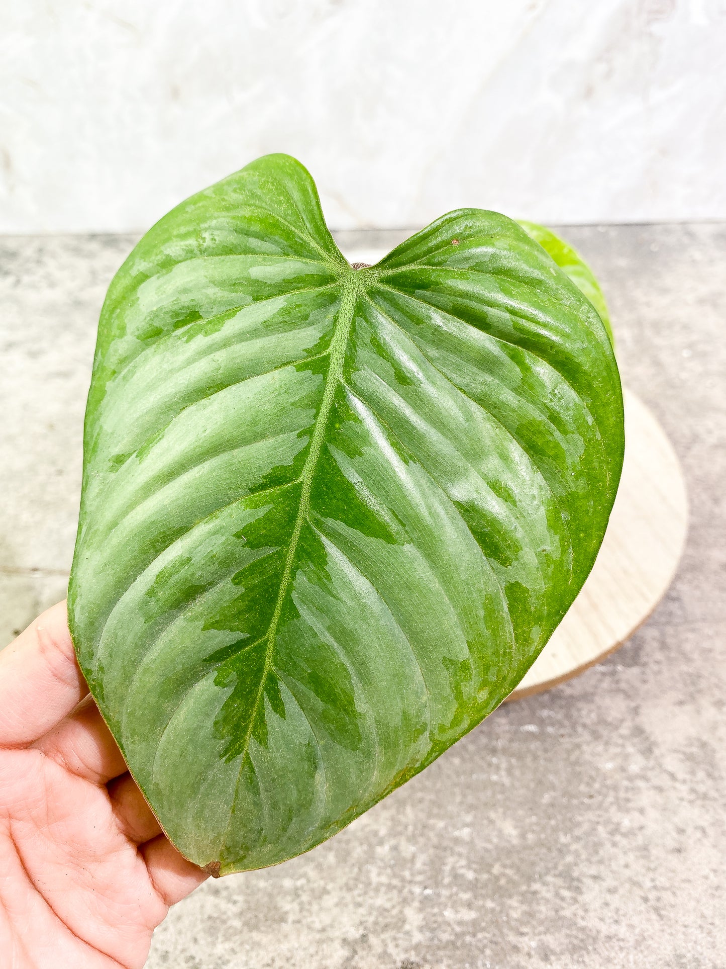Philodendron majestic (Verrucosum x Sodiroi)  2 leaves rooting