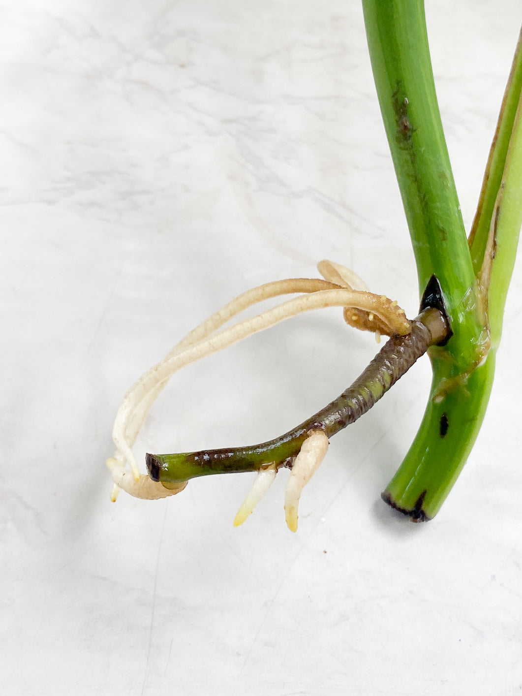 Monstera Aurea tricolor  3 leaves  top cutting