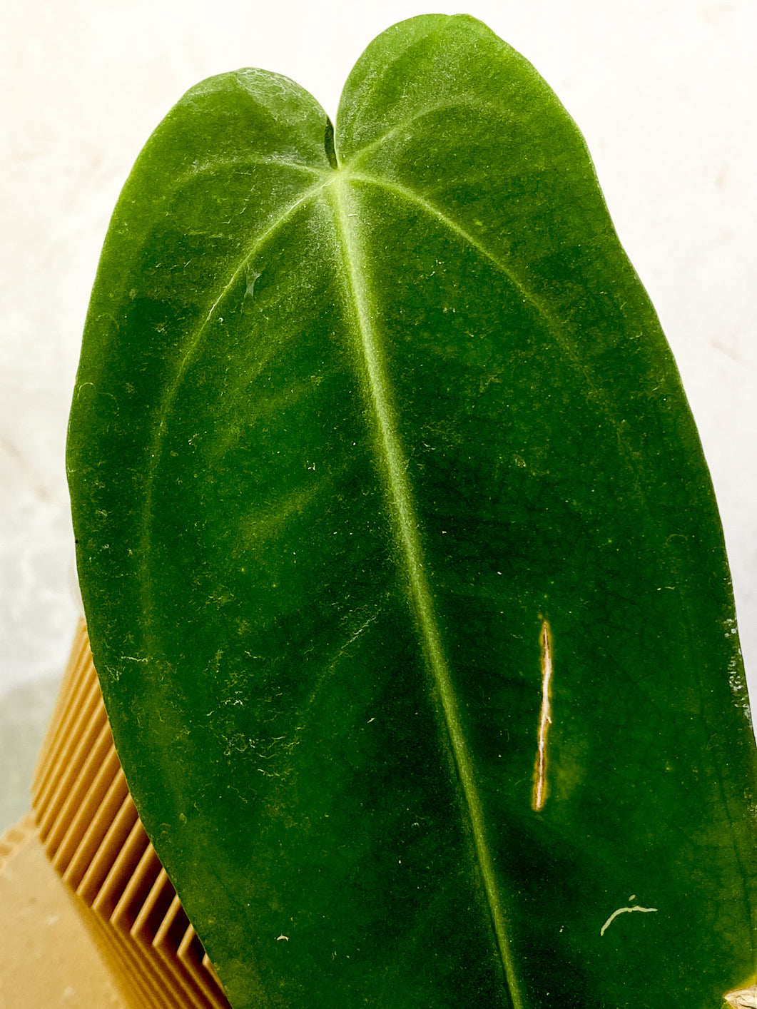 Anthurium Warocqueanum Dark vein narrow form 1 leaf rooting in moss