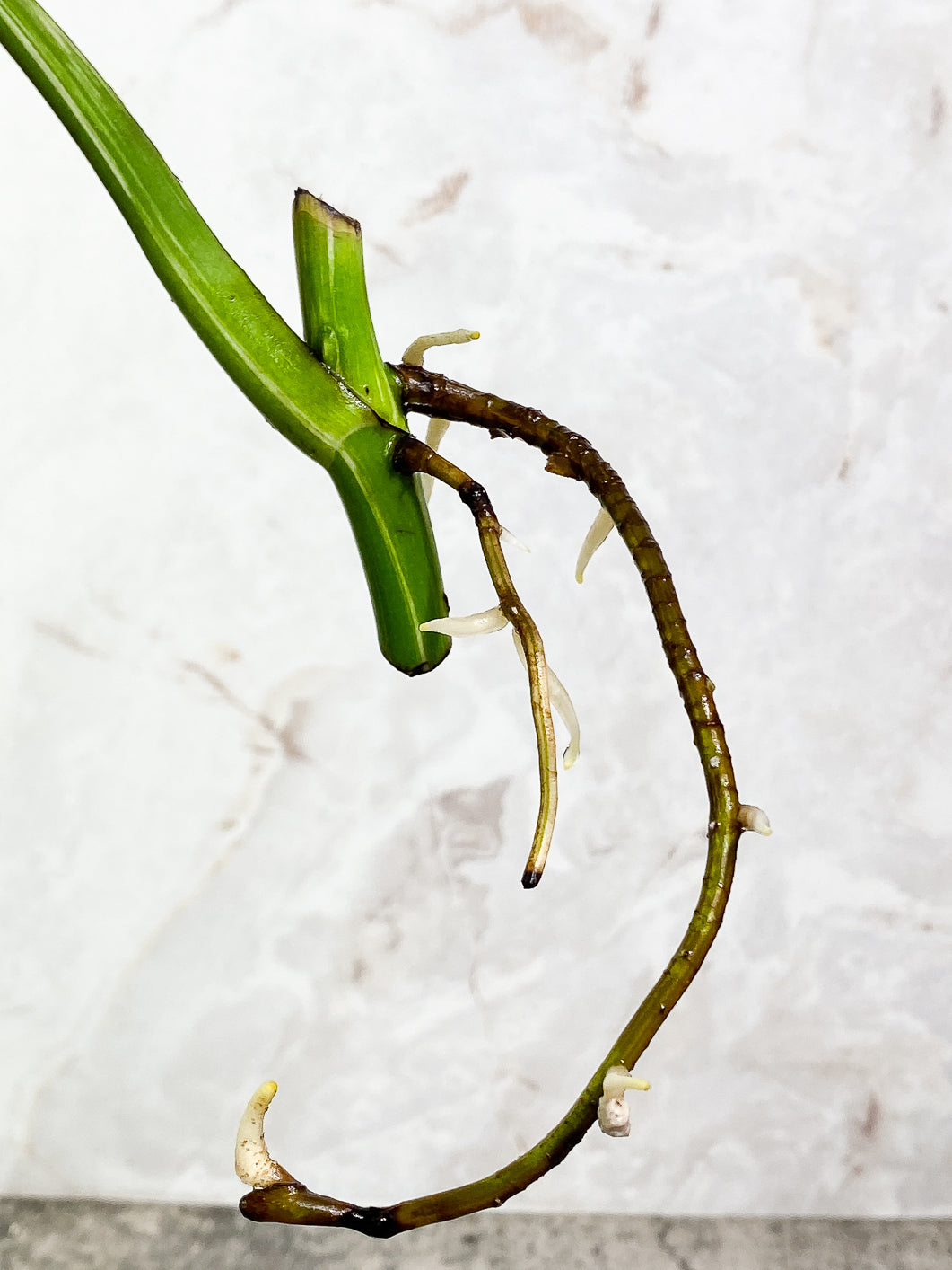 Monstera Albo Variegated 1 leaf 1 growing bud rooting