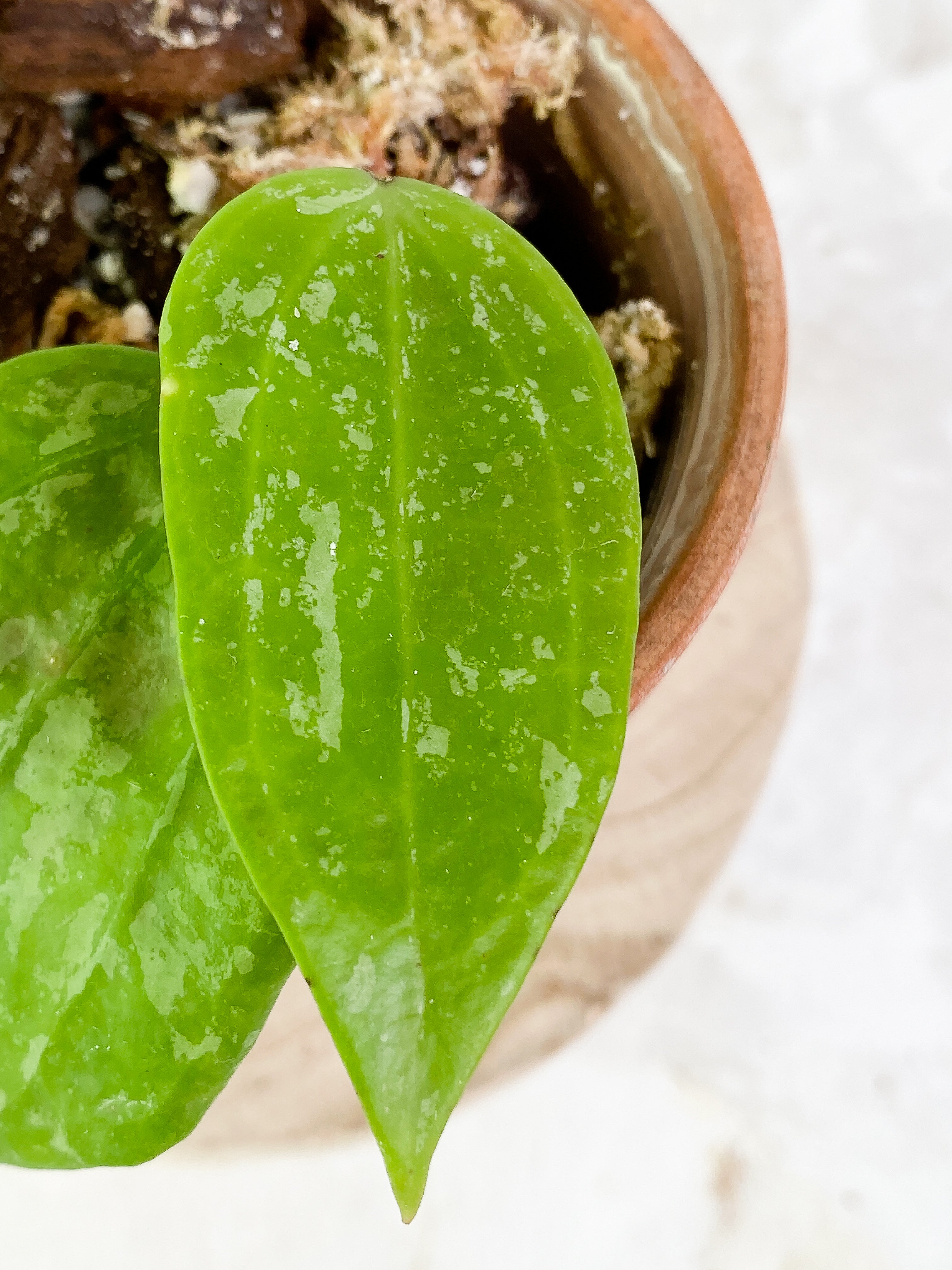 Hoya macrophylla snow Queen 2 leaves Rooted