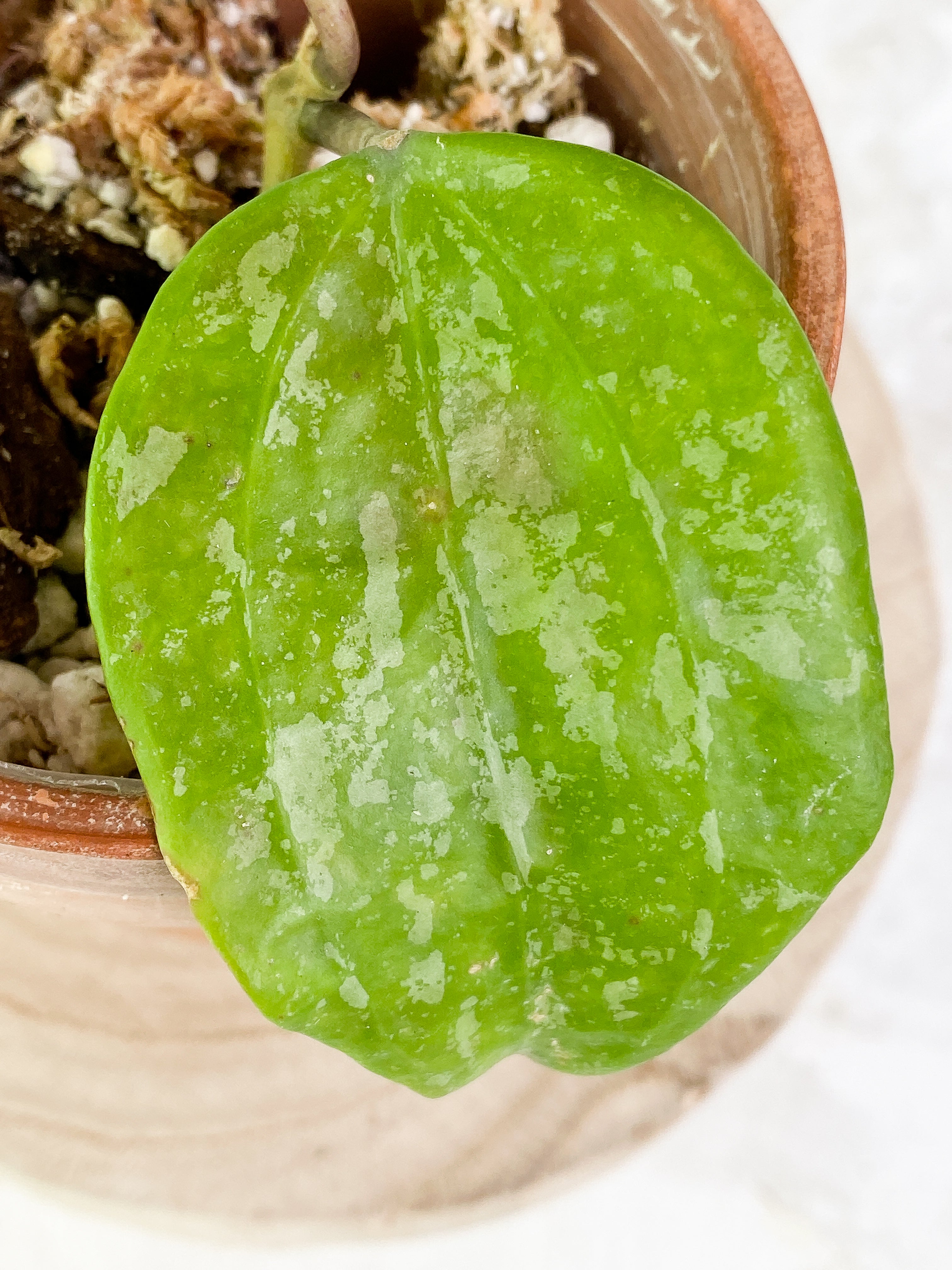 Hoya macrophylla snow Queen 2 leaves Rooted