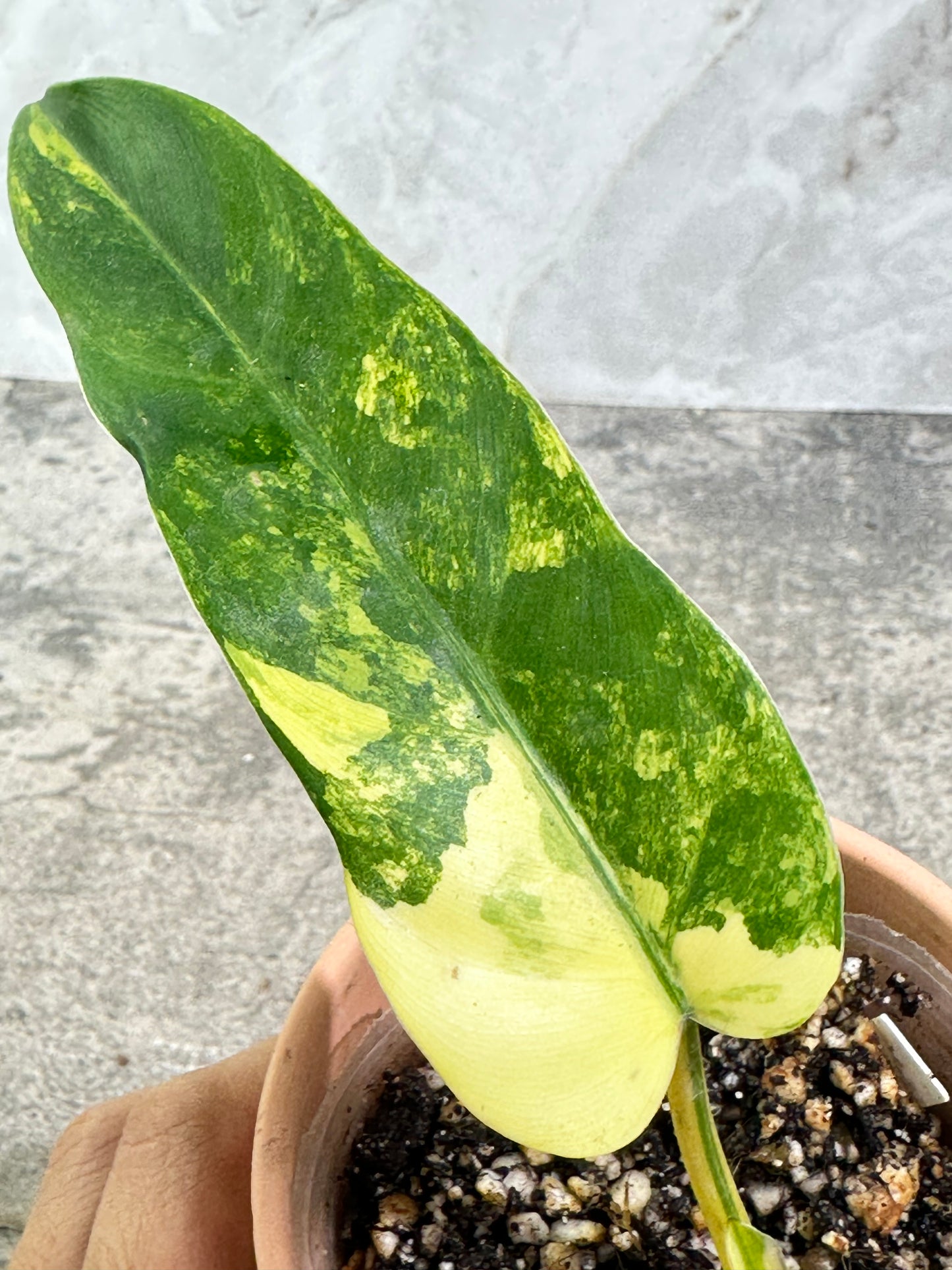 Philodendron Domesticum Variegated rooted highly Variegated