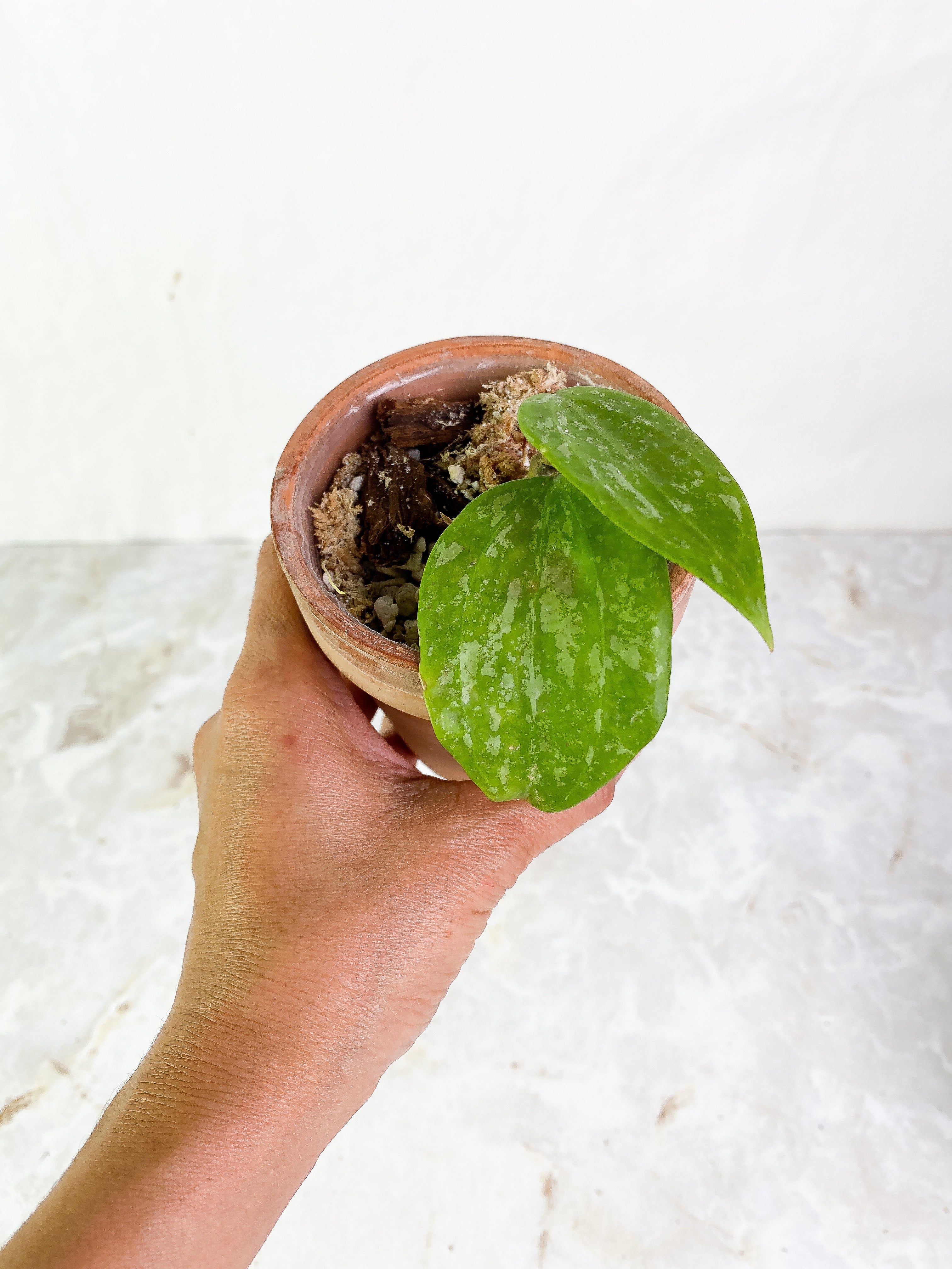 Hoya macrophylla snow Queen 2 leaves Rooted