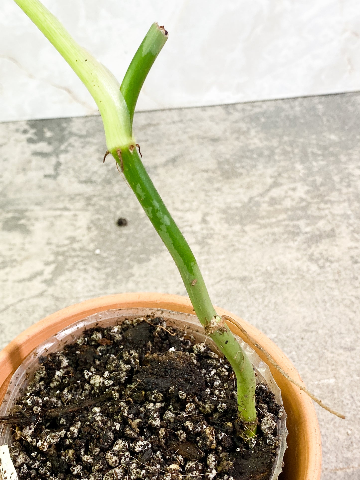 Philodendron Melanochysum 1 leaf fully rooted