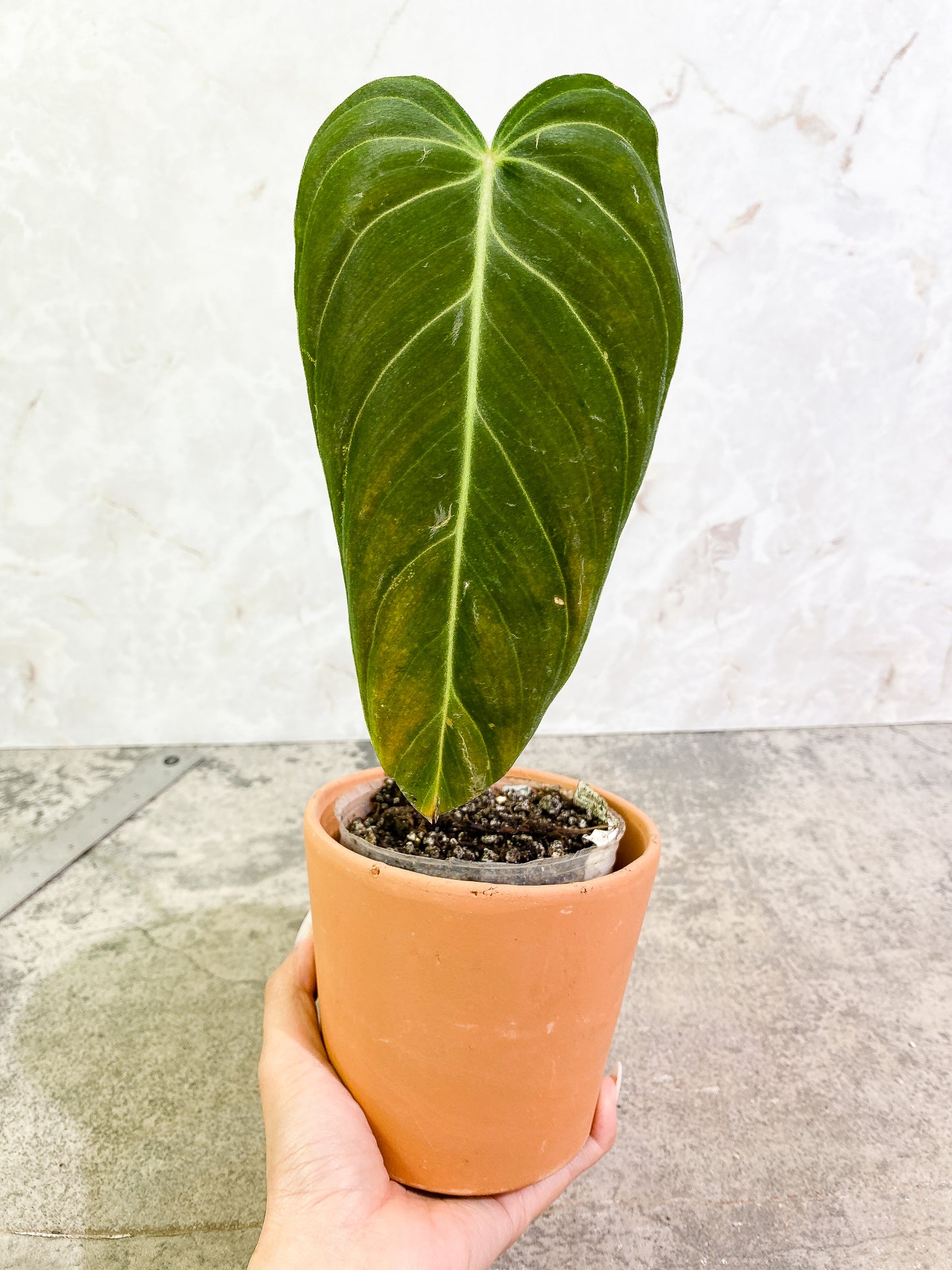 Philodendron Melanochysum 1 leaf fully rooted
