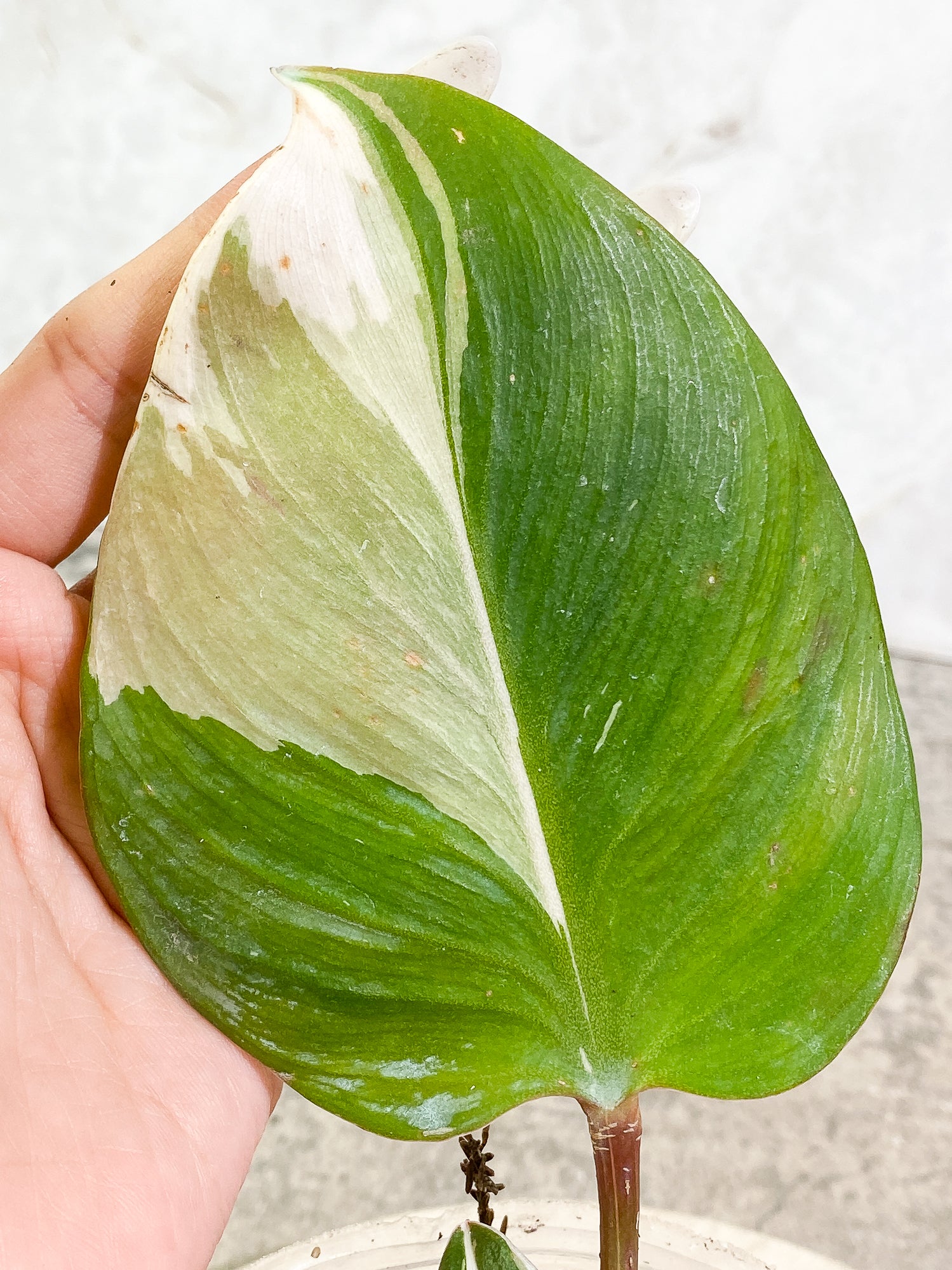 Philodendron White Knight tricolor 3 leaves slightly rooted