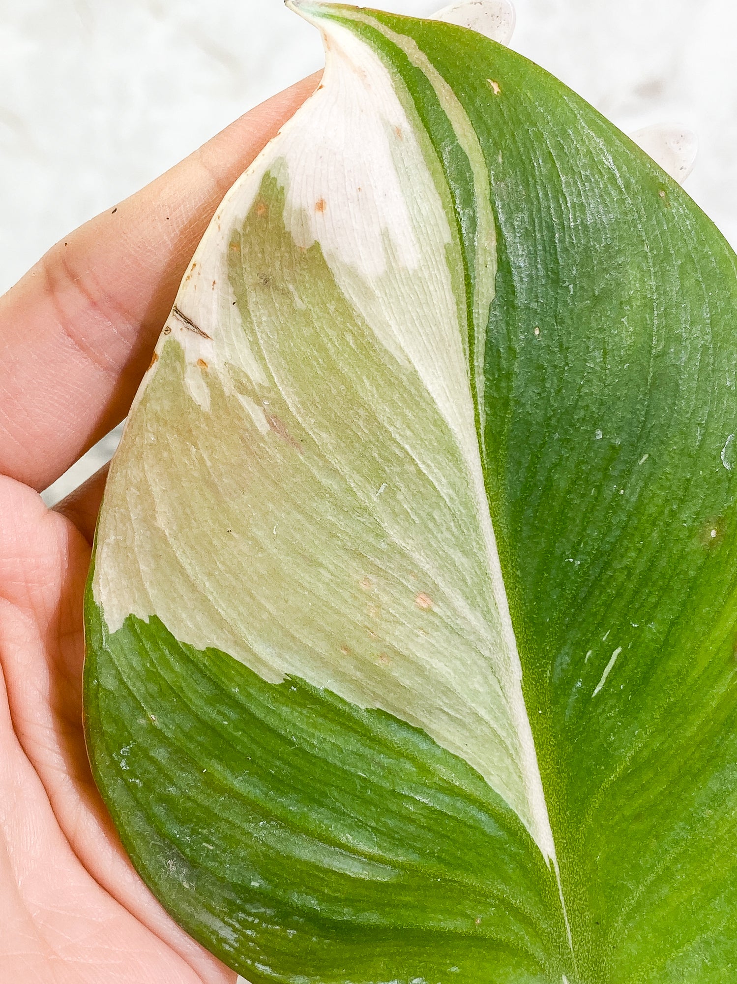 Philodendron White Knight tricolor 3 leaves slightly rooted