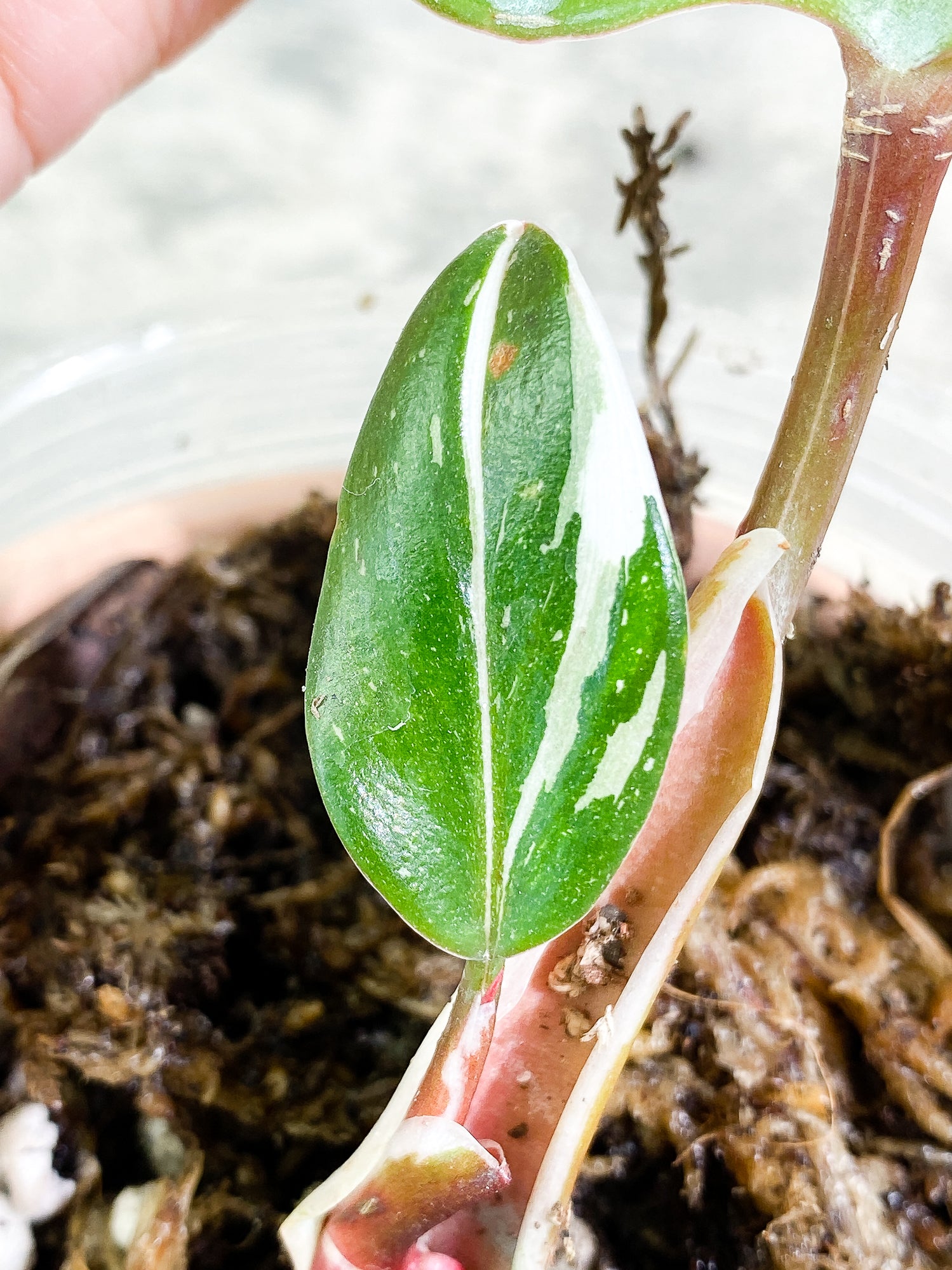 Philodendron White Knight tricolor 3 leaves slightly rooted