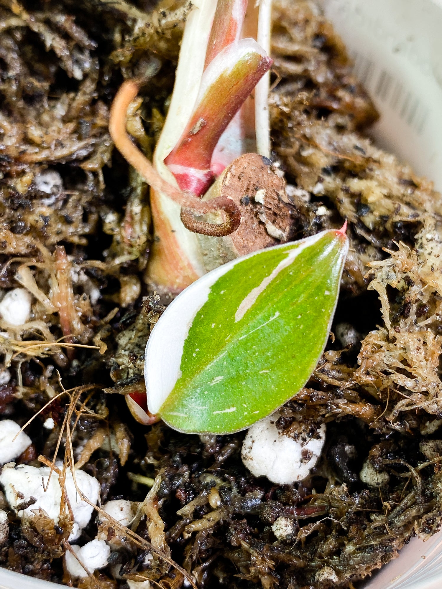 Philodendron White Knight tricolor 3 leaves slightly rooted