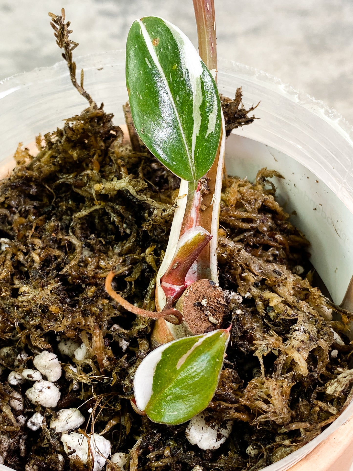 Philodendron White Knight tricolor 3 leaves slightly rooted