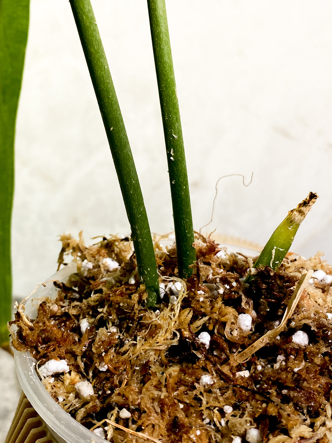 Anthurium Warocqueanum Dark vein narrow form 2 leaves slightly rooting in moss