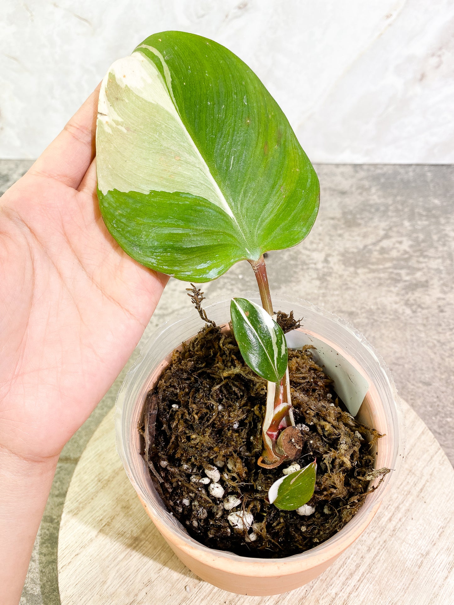 Philodendron White Knight tricolor 3 leaves slightly rooted