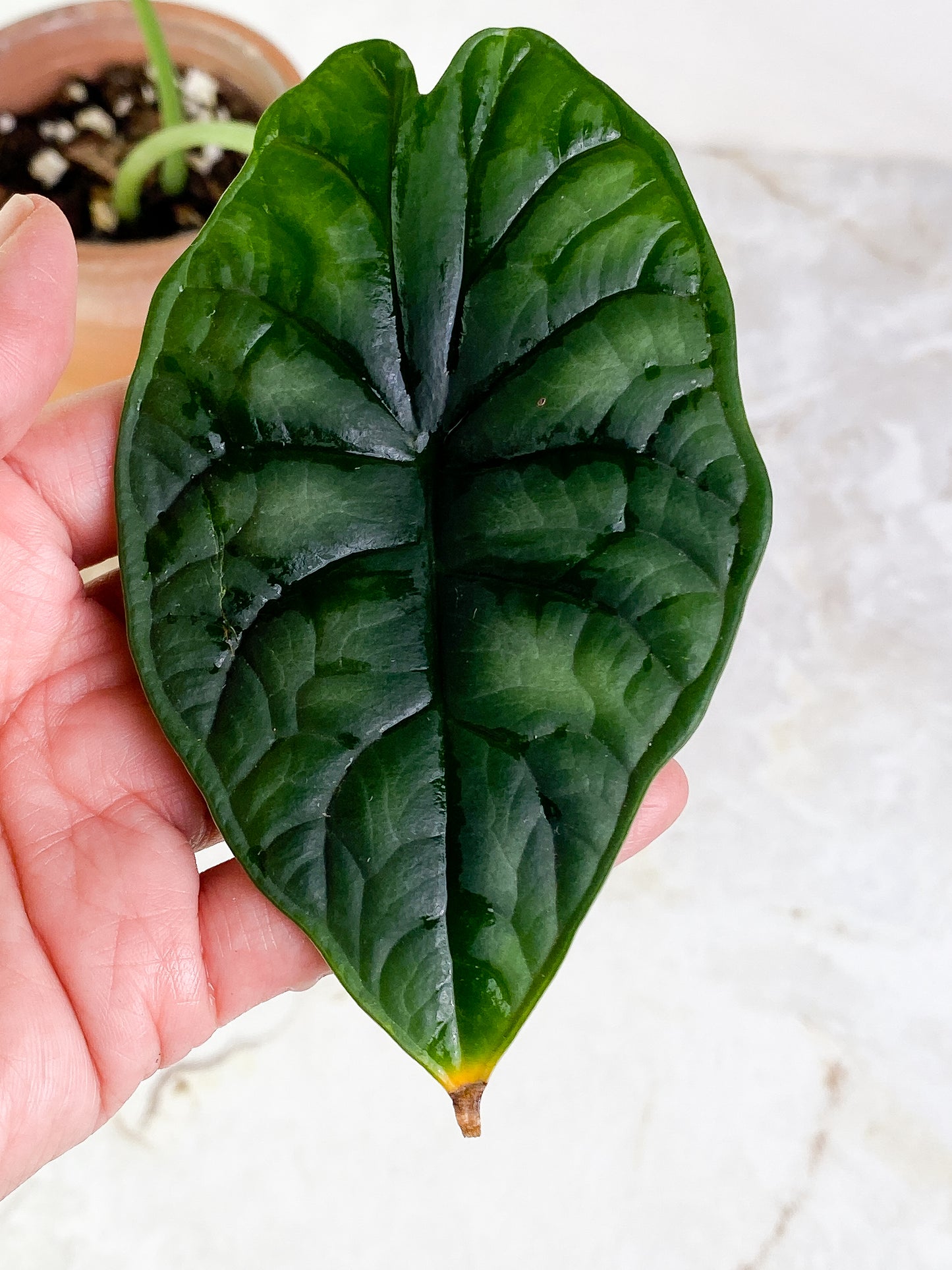 Alocasia Dragon Scale 2 leaves Rooted