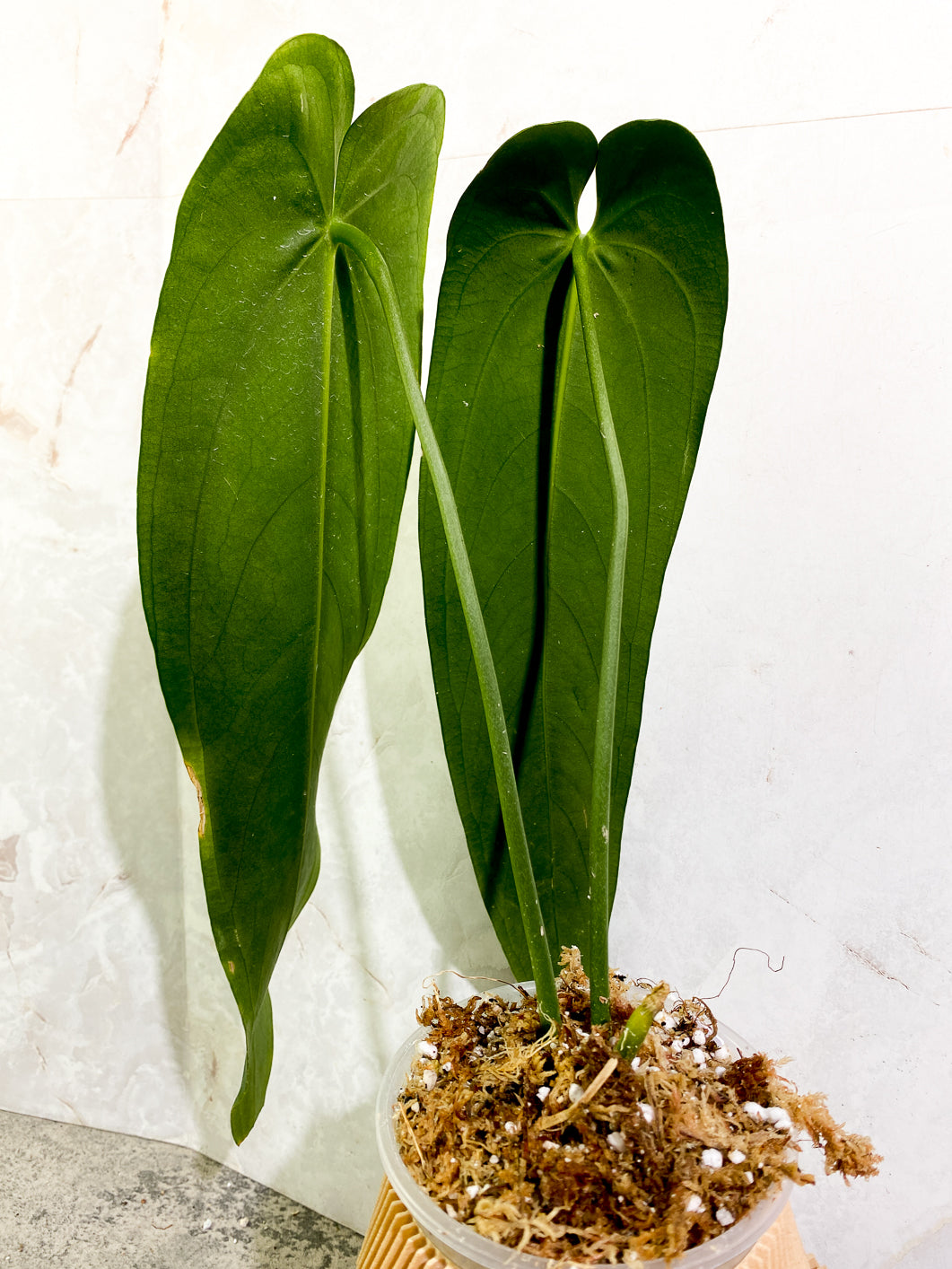 Anthurium Warocqueanum Dark vein narrow form 2 leaves slightly rooting in moss