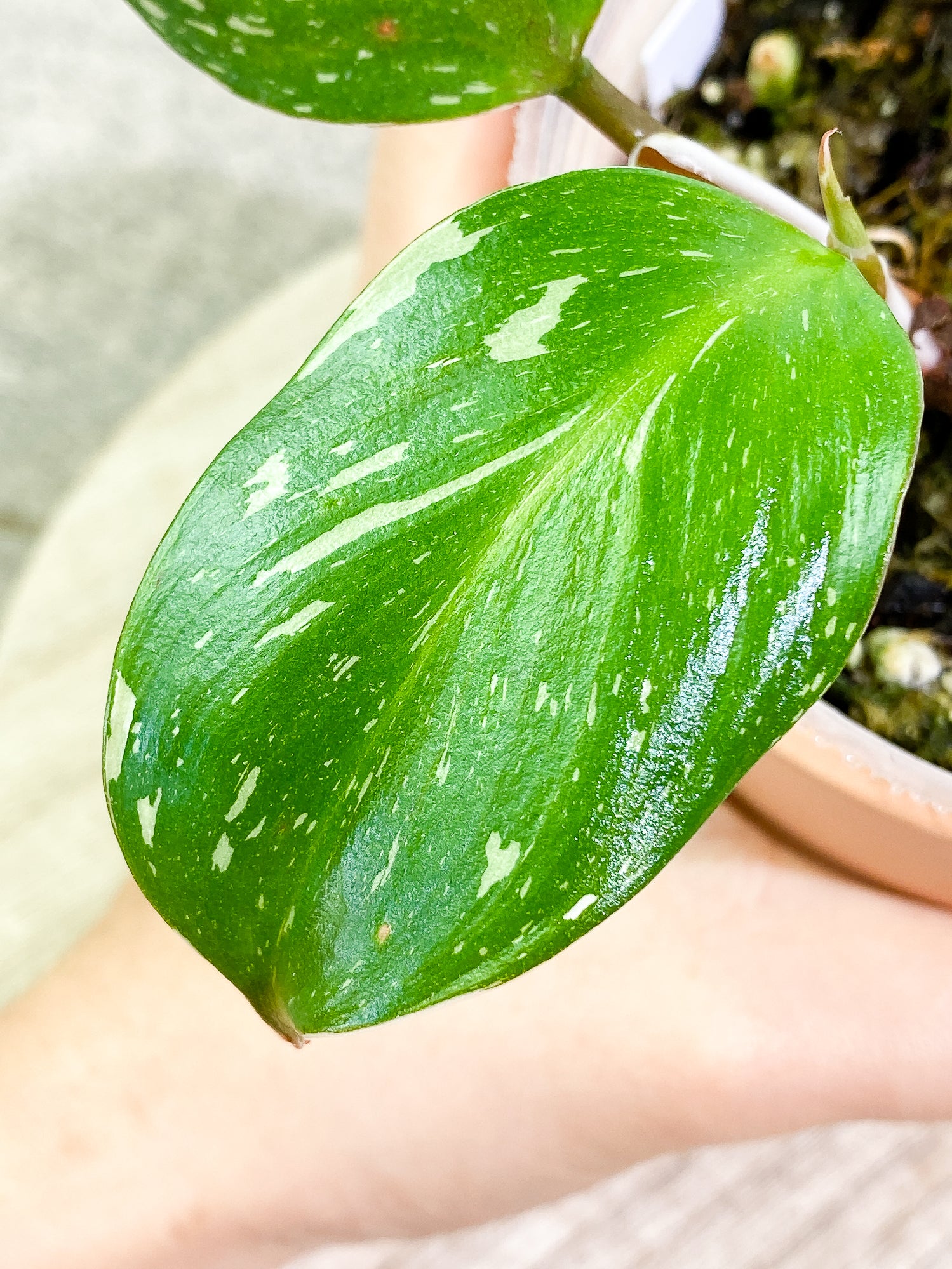 Philodendron White Knight tricolor 2 leaves 1 sprout fully rooted