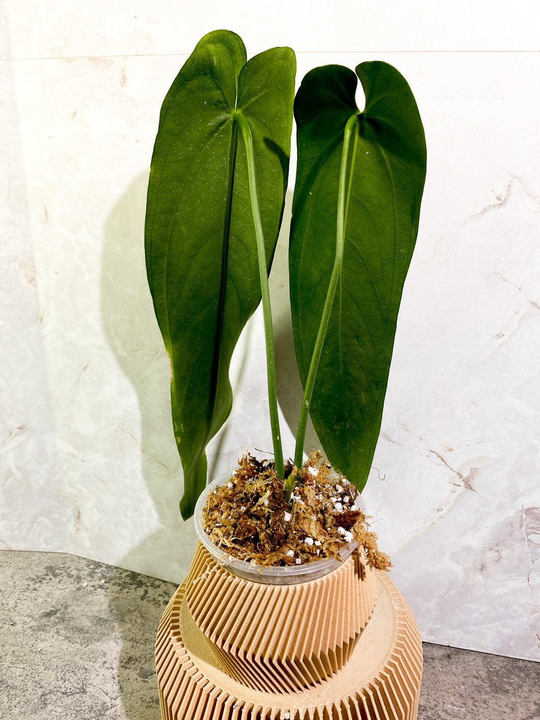 Anthurium Warocqueanum Dark vein narrow form 2 leaves slightly rooting in moss