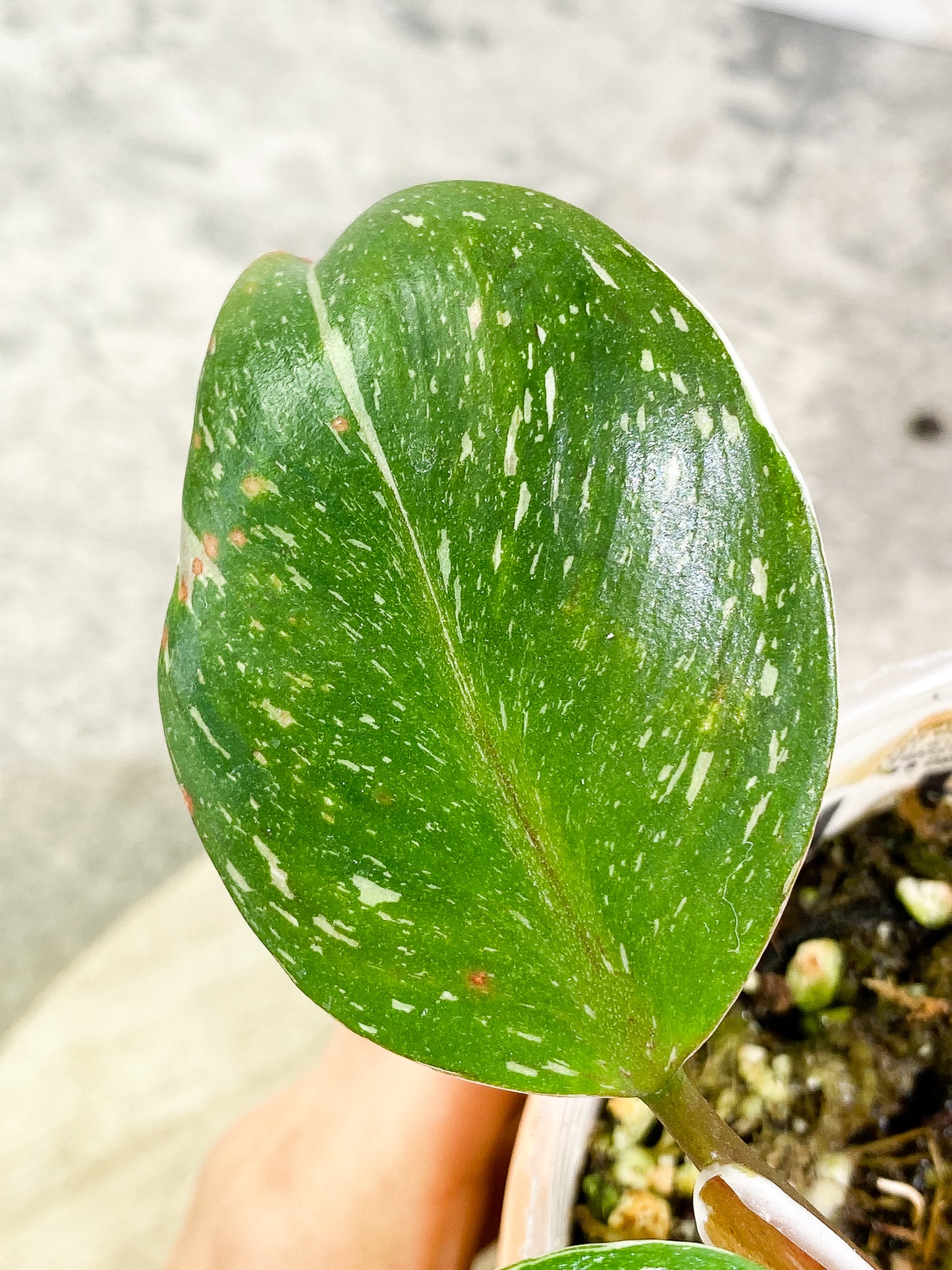 Philodendron White Knight tricolor 2 leaves 1 sprout fully rooted