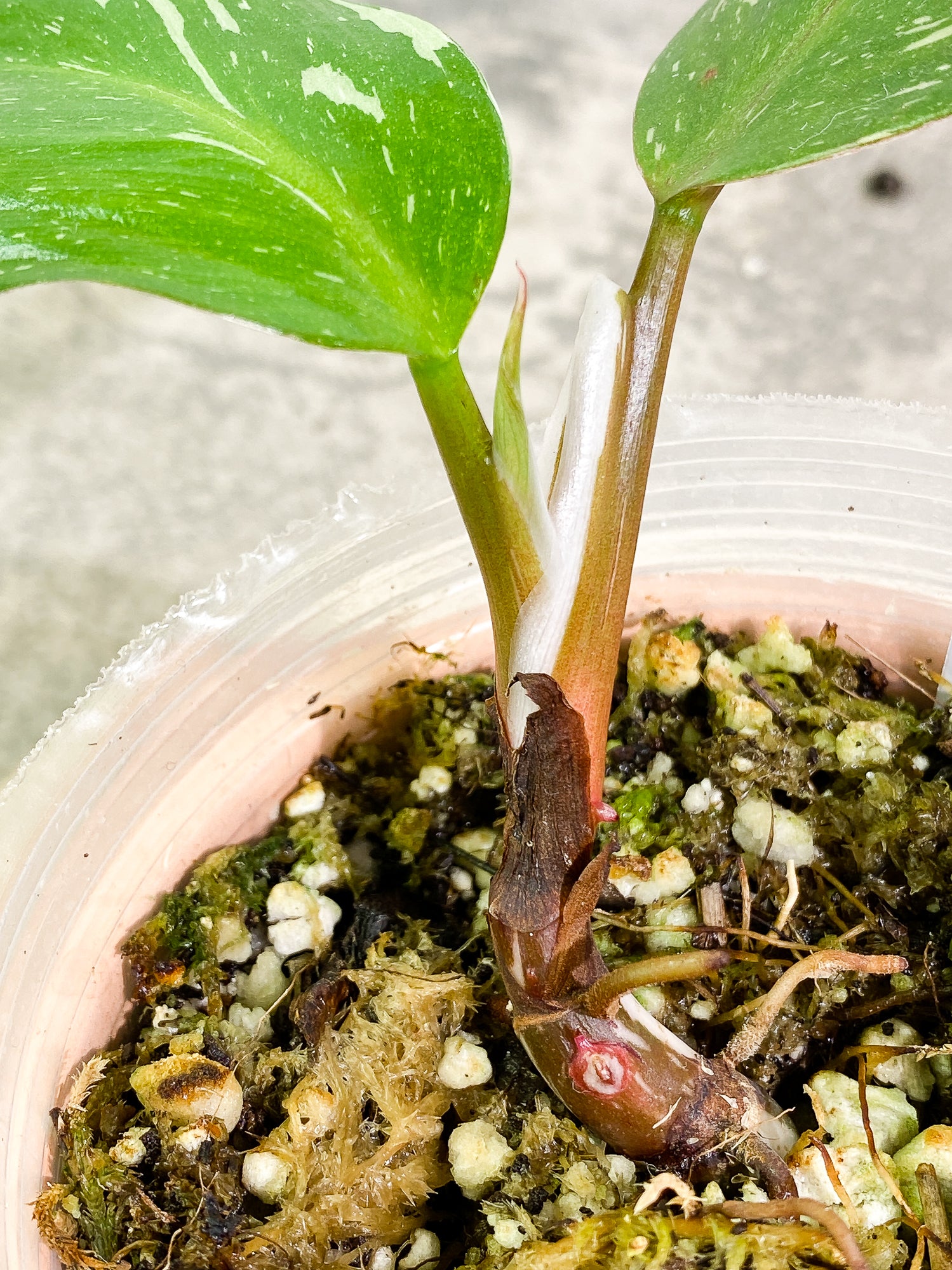 Philodendron White Knight tricolor 2 leaves 1 sprout fully rooted