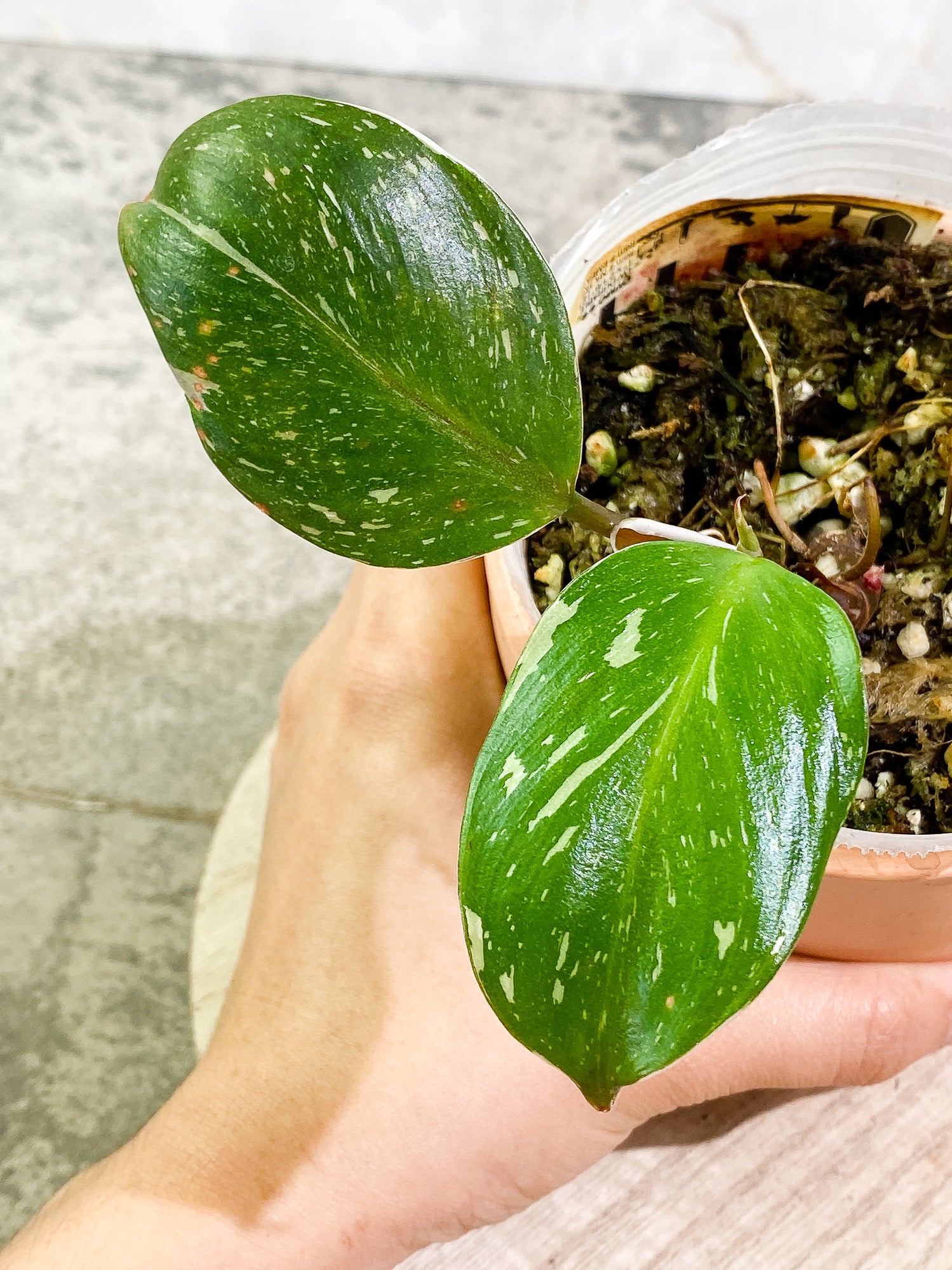 Philodendron White Knight tricolor 2 leaves 1 sprout fully rooted