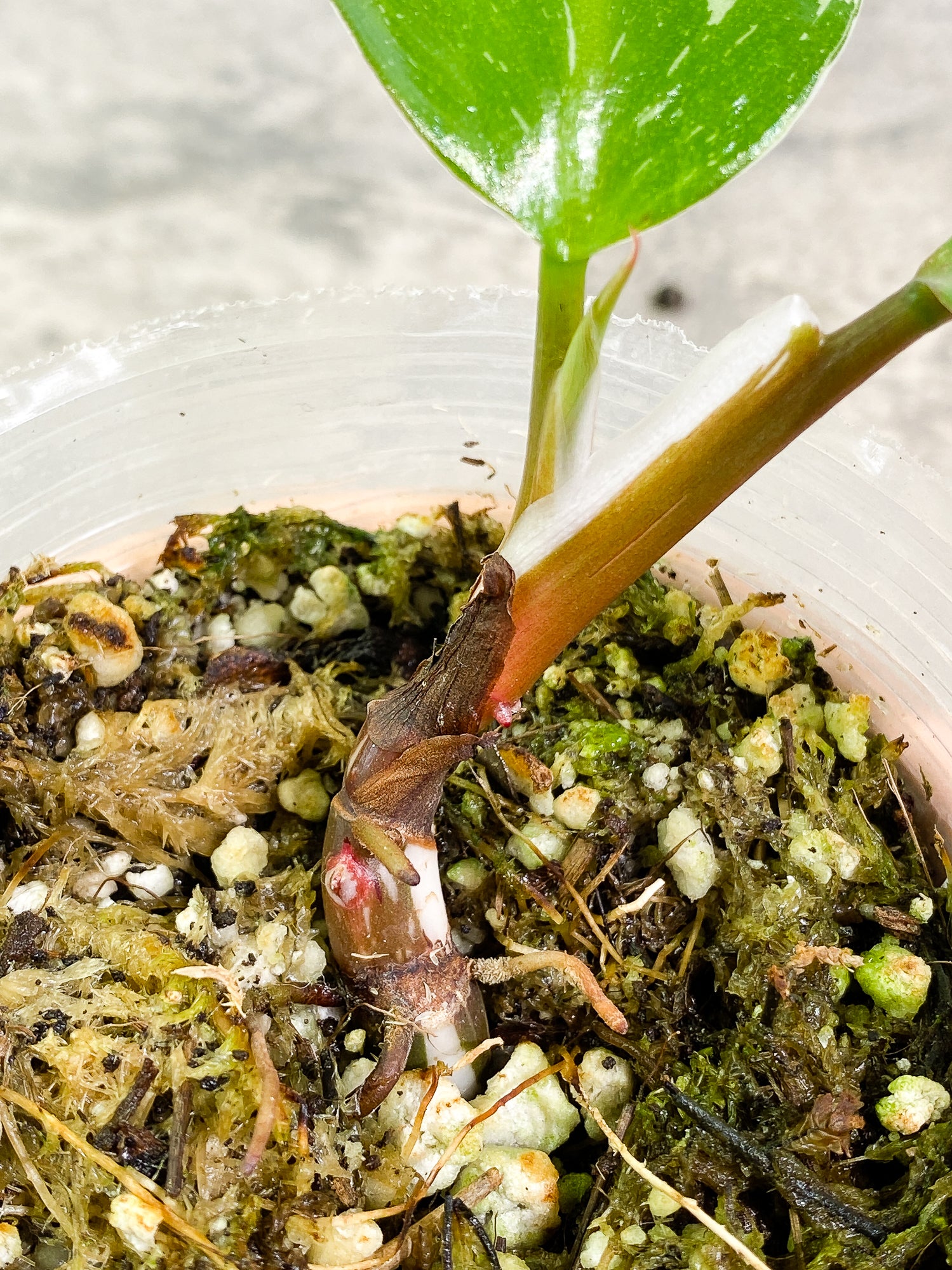 Philodendron White Knight tricolor 2 leaves 1 sprout fully rooted