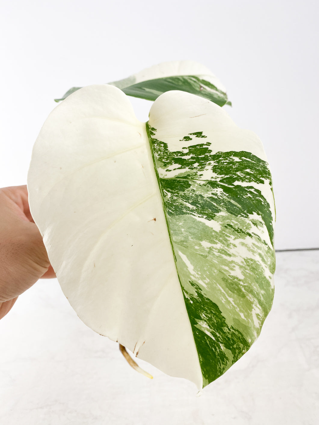 Monstera albo white tiger 2 leaves Top Cutting