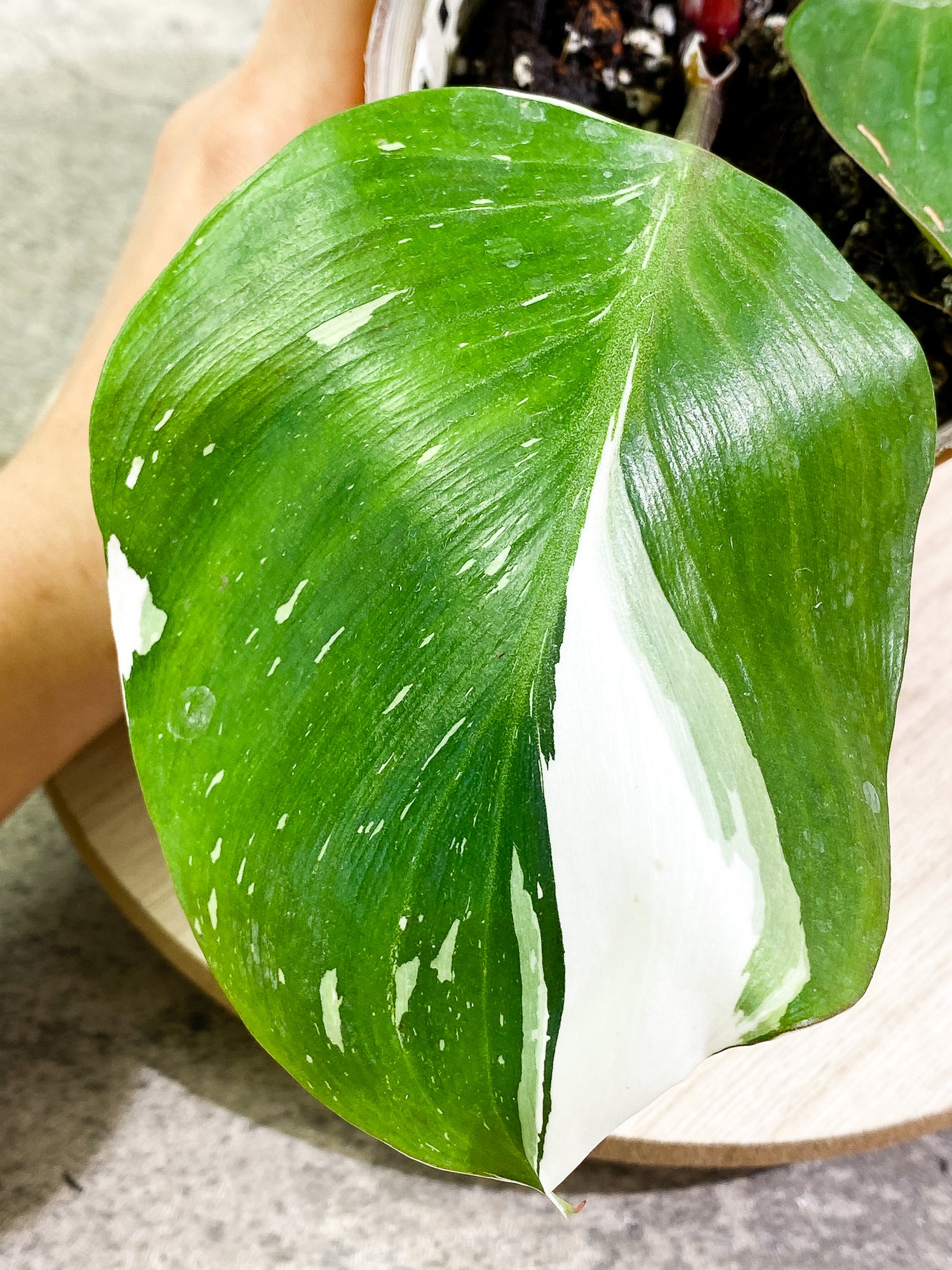 Philodendron top White Knight Tricolor 4”