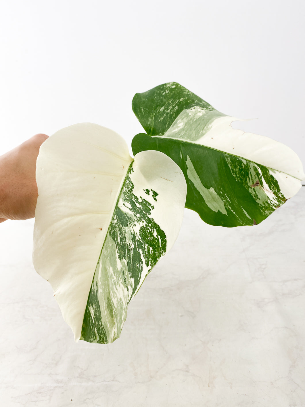 Monstera albo white tiger 2 leaves Top Cutting