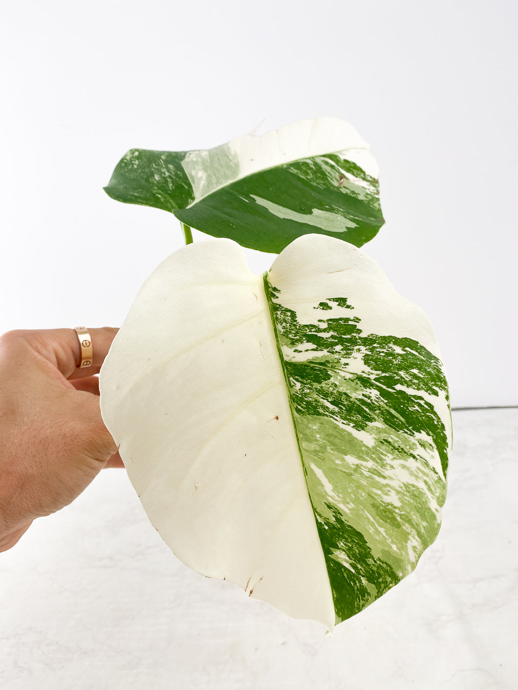 Monstera albo white tiger 2 leaves Top Cutting