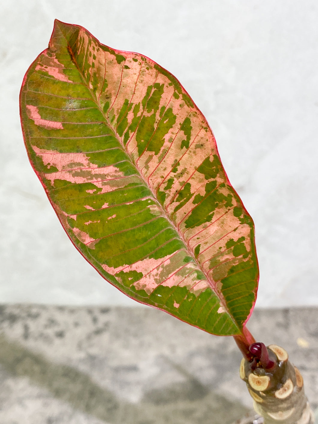 Growers Choice: Plumeria Maya Variegated 2 leaves slightly rooted in soil