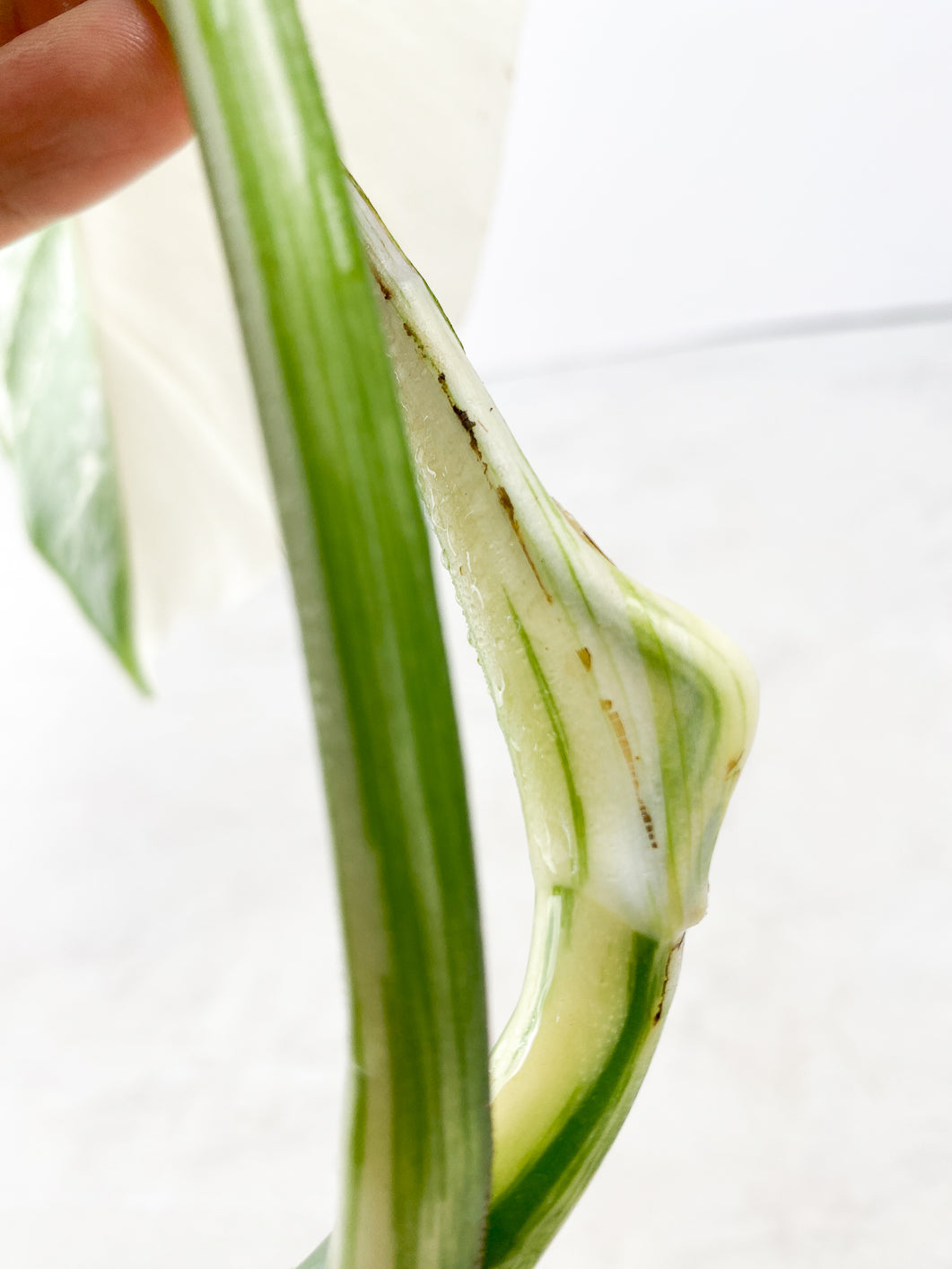 Monstera albo white tiger 2 leaves Top Cutting