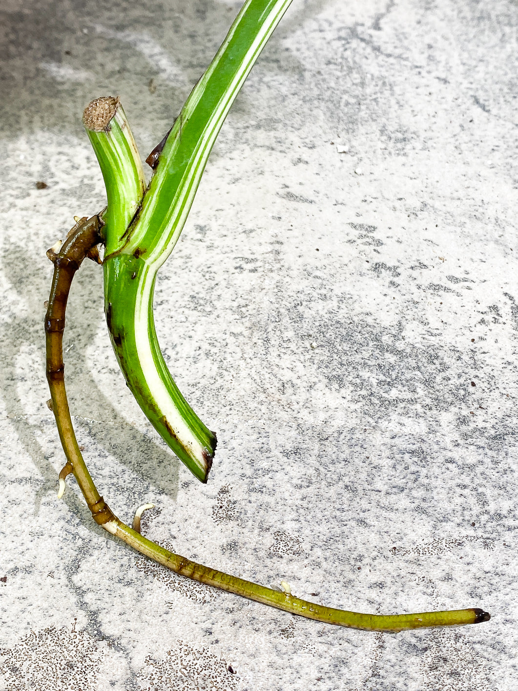 Monstera Albo Variegated 1 leaf rooting