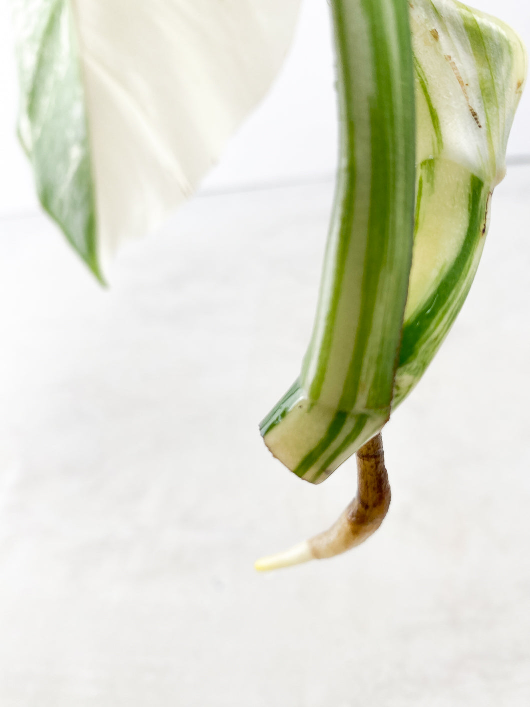 Monstera albo white tiger 2 leaves Top Cutting