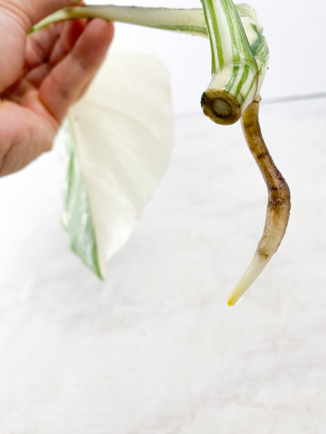 Monstera albo white tiger 2 leaves Top Cutting