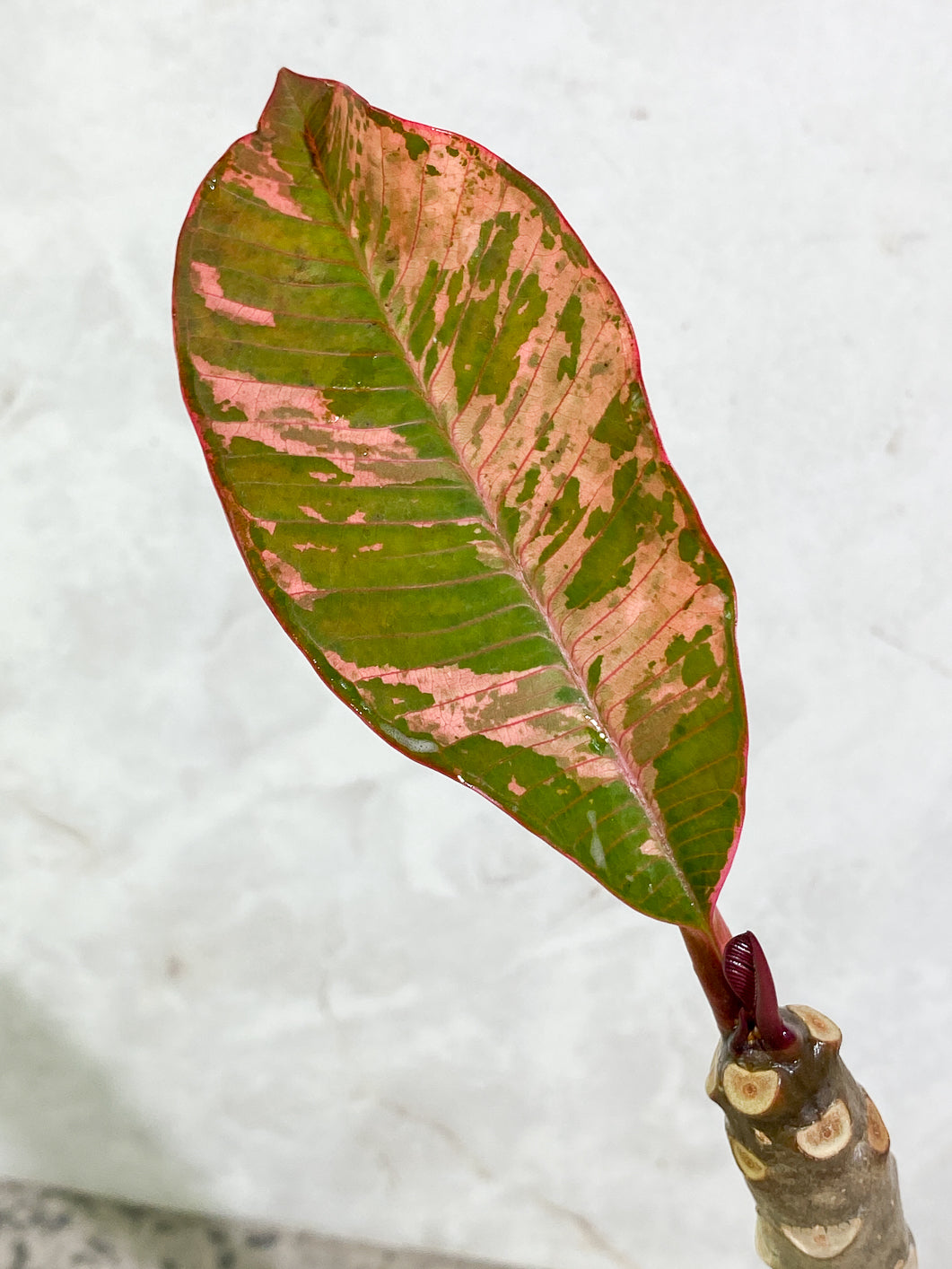 Growers Choice: Plumeria Maya Variegated 2 leaves slightly rooted in soil
