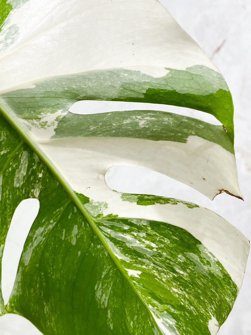 Monstera Albo Variegated 1 leaf rooting