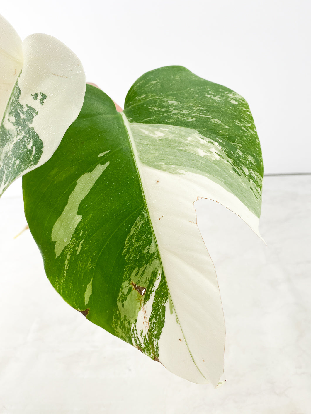 Monstera albo white tiger 2 leaves Top Cutting