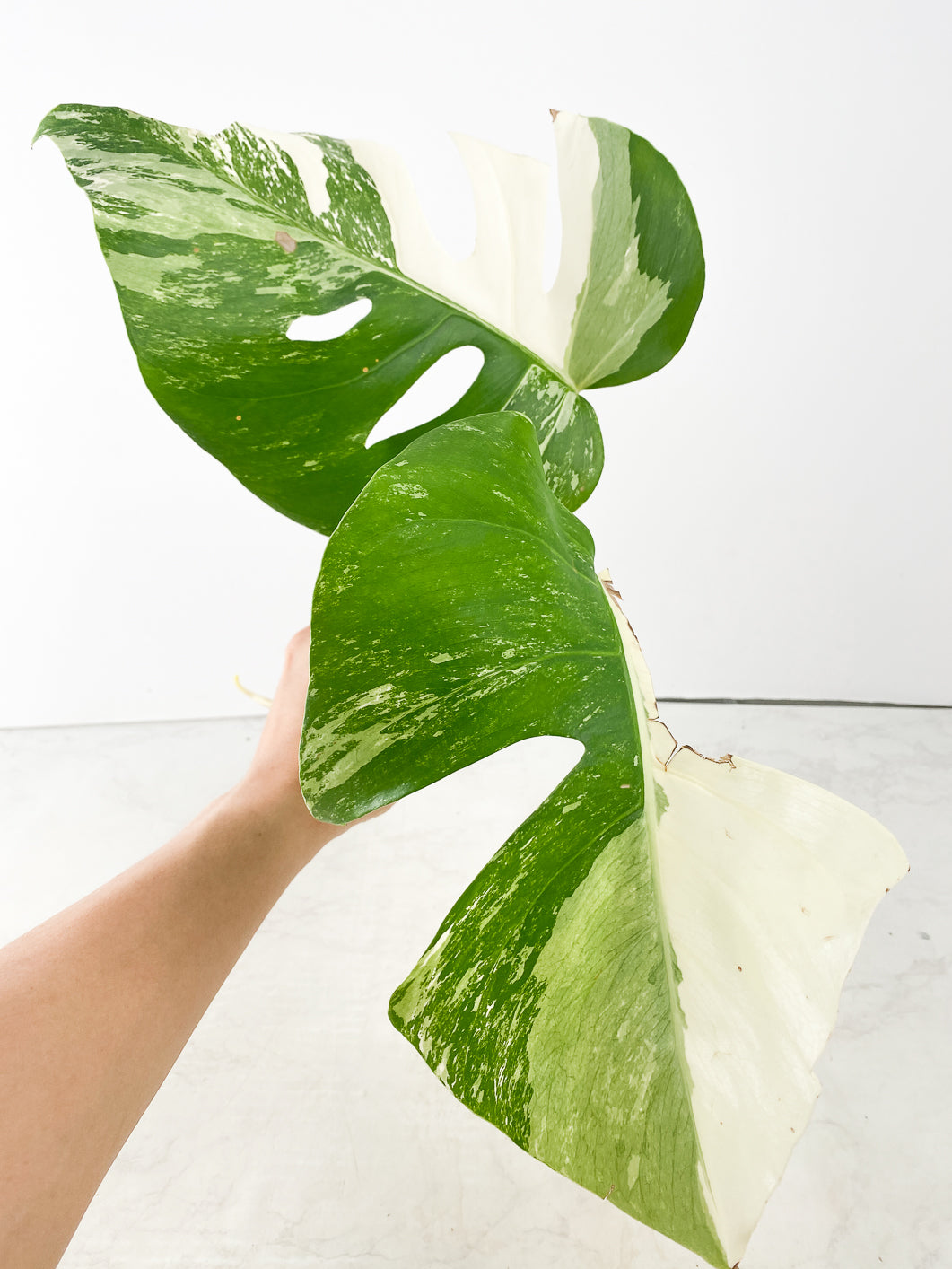 Monstera albo white tiger 2 leaves Top Cutting