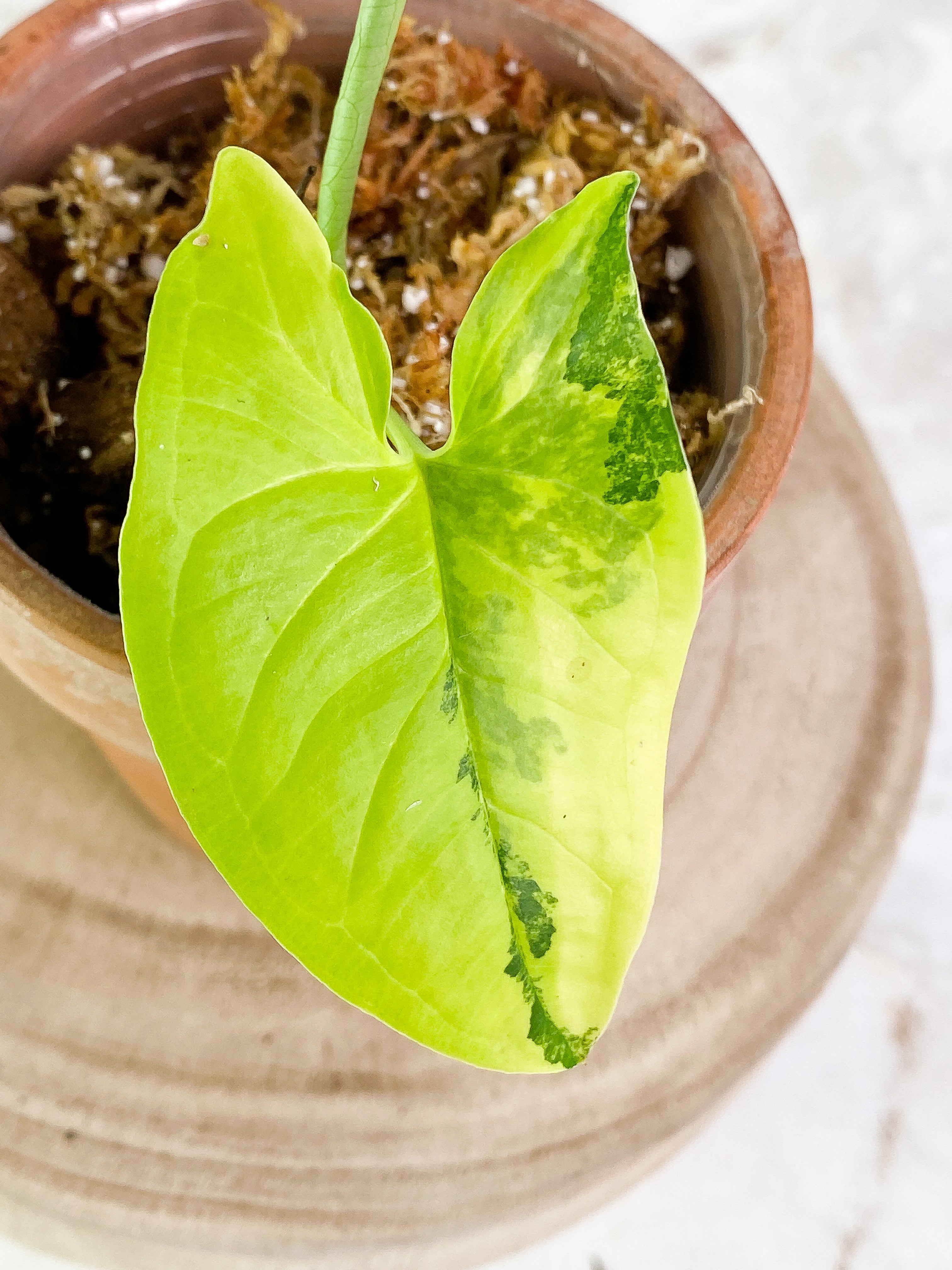 Syngonium Aurea 1 leaf 1 sprout Slightly Rooted Highly Variegated