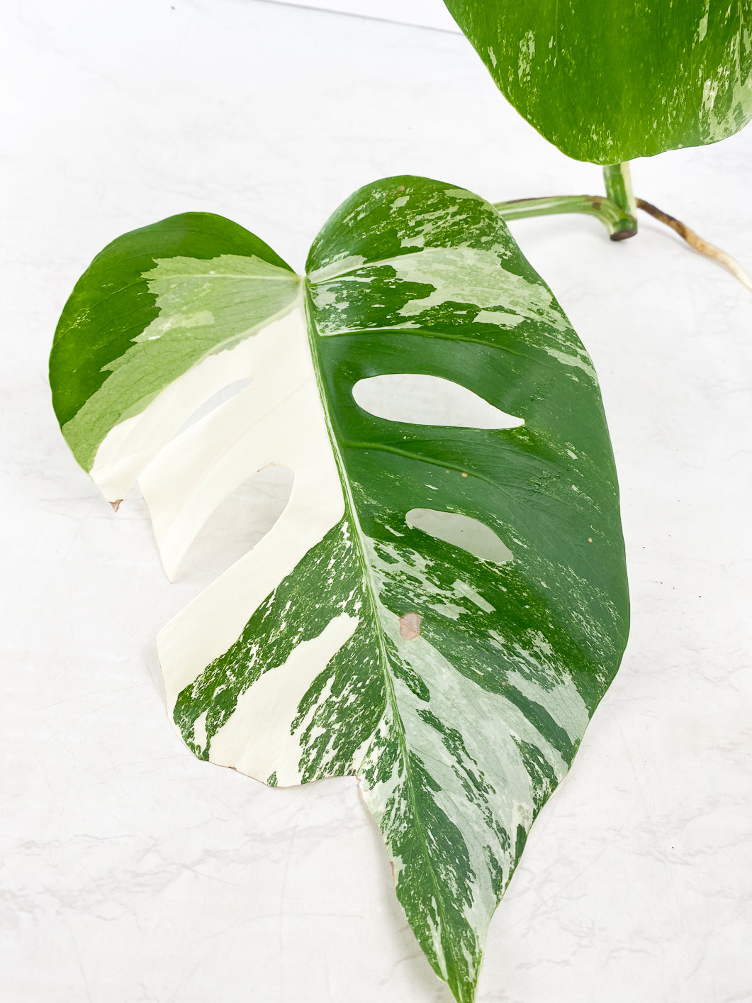 Monstera albo white tiger 2 leaves Top Cutting