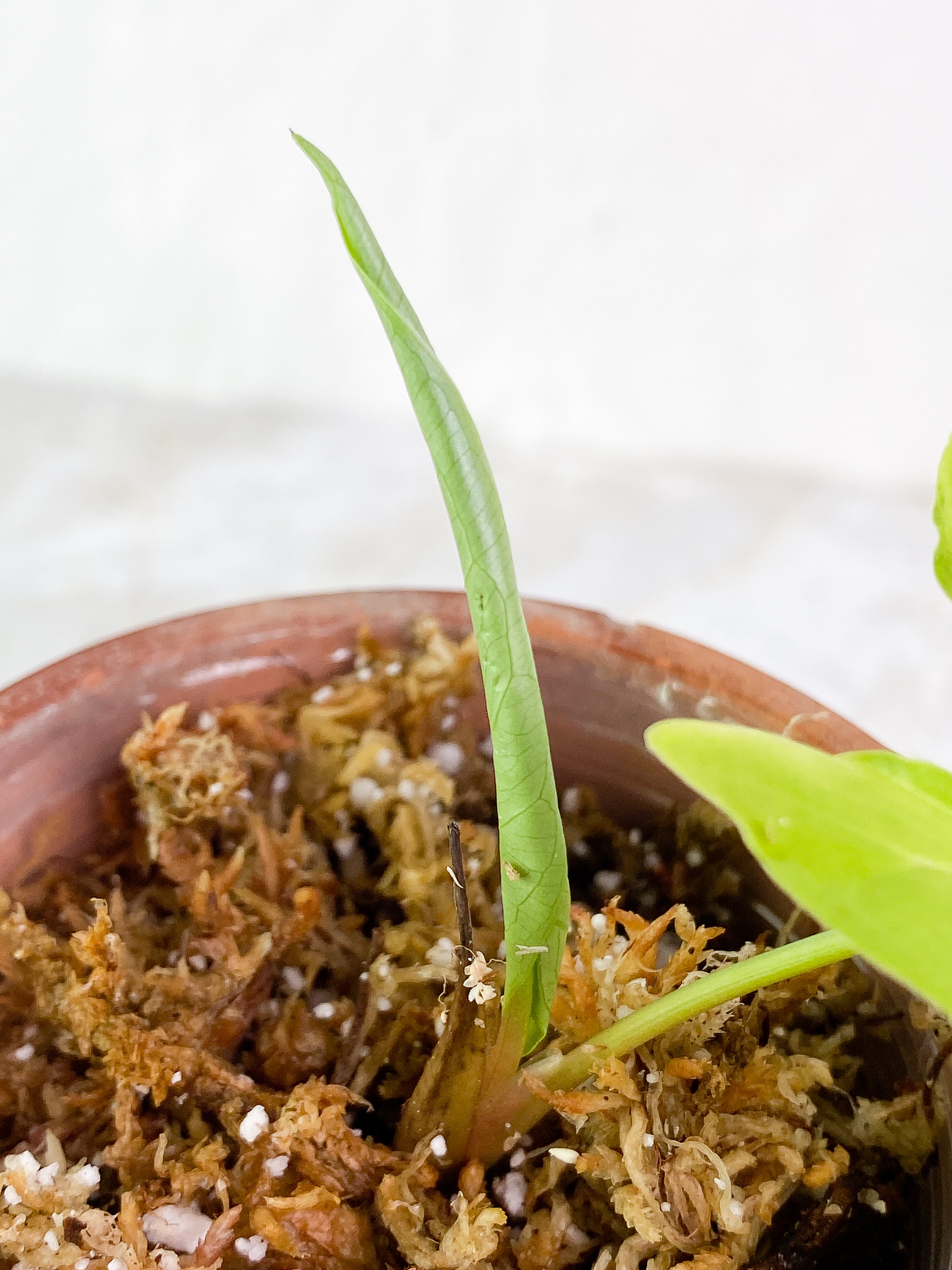 Syngonium Aurea 1 leaf 1 sprout Slightly Rooted Highly Variegated