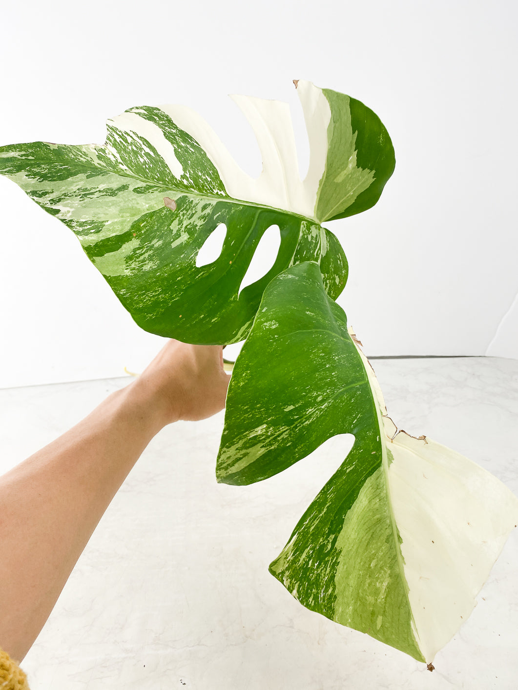 Monstera albo white tiger 2 leaves Top Cutting