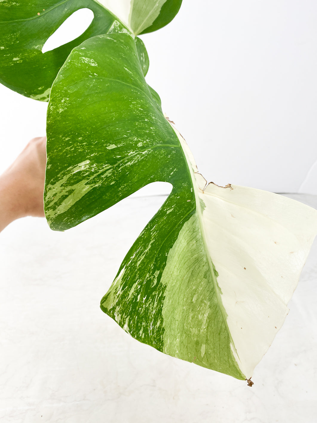 Monstera albo white tiger 2 leaves Top Cutting