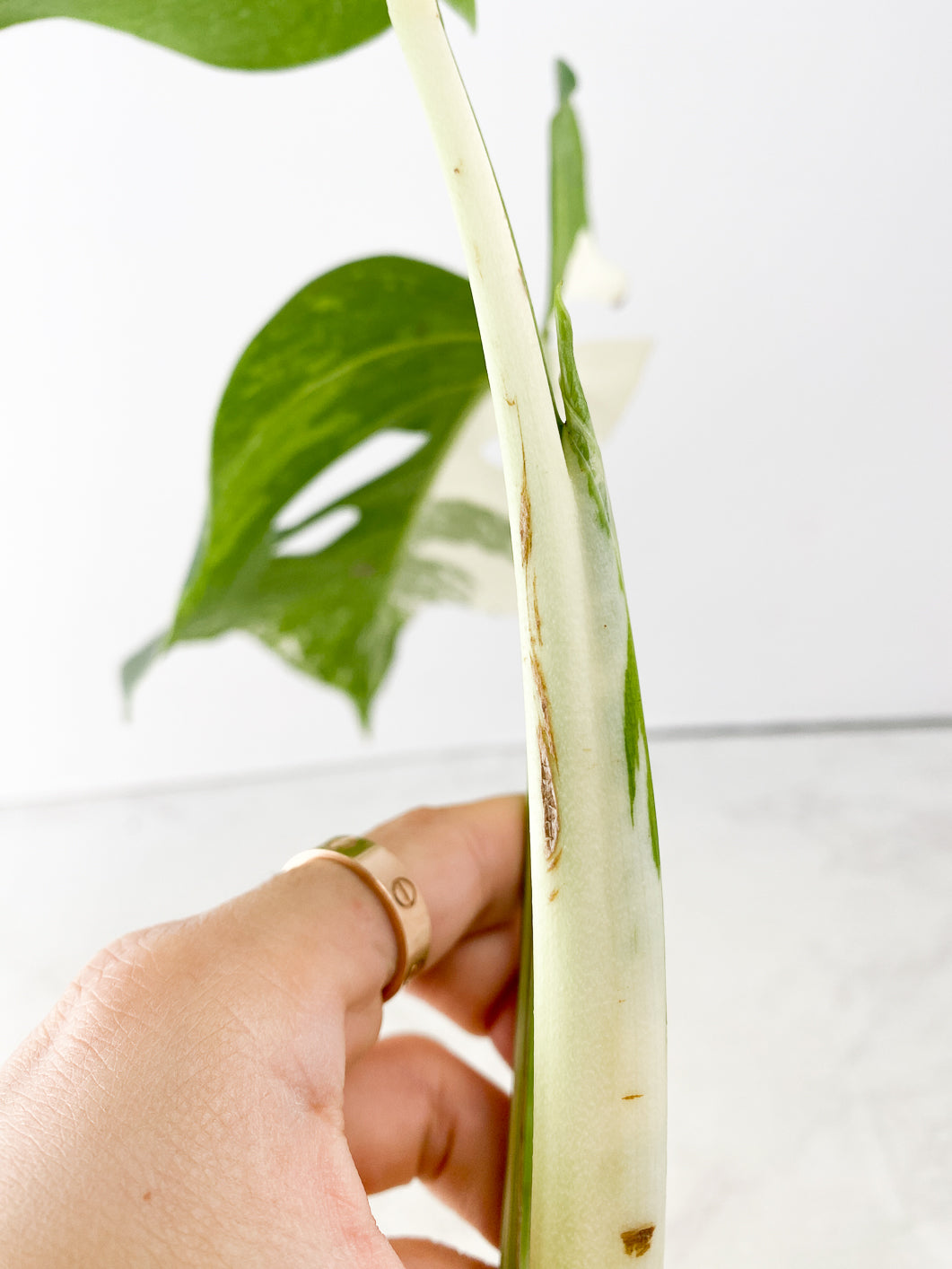 Monstera albo white tiger 2 leaves Top Cutting