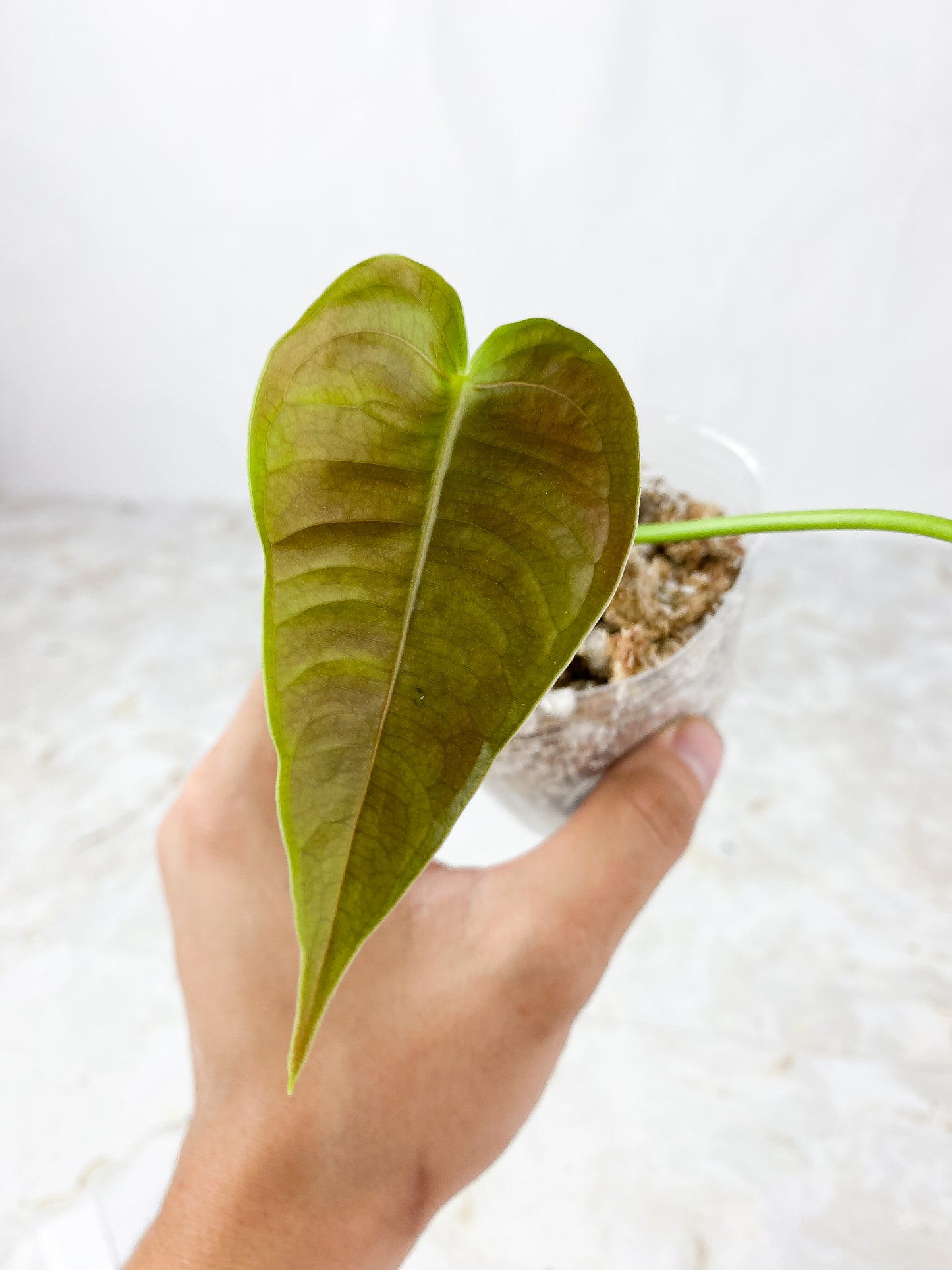Anthurium Veitchii King Rooting 2 leaves
