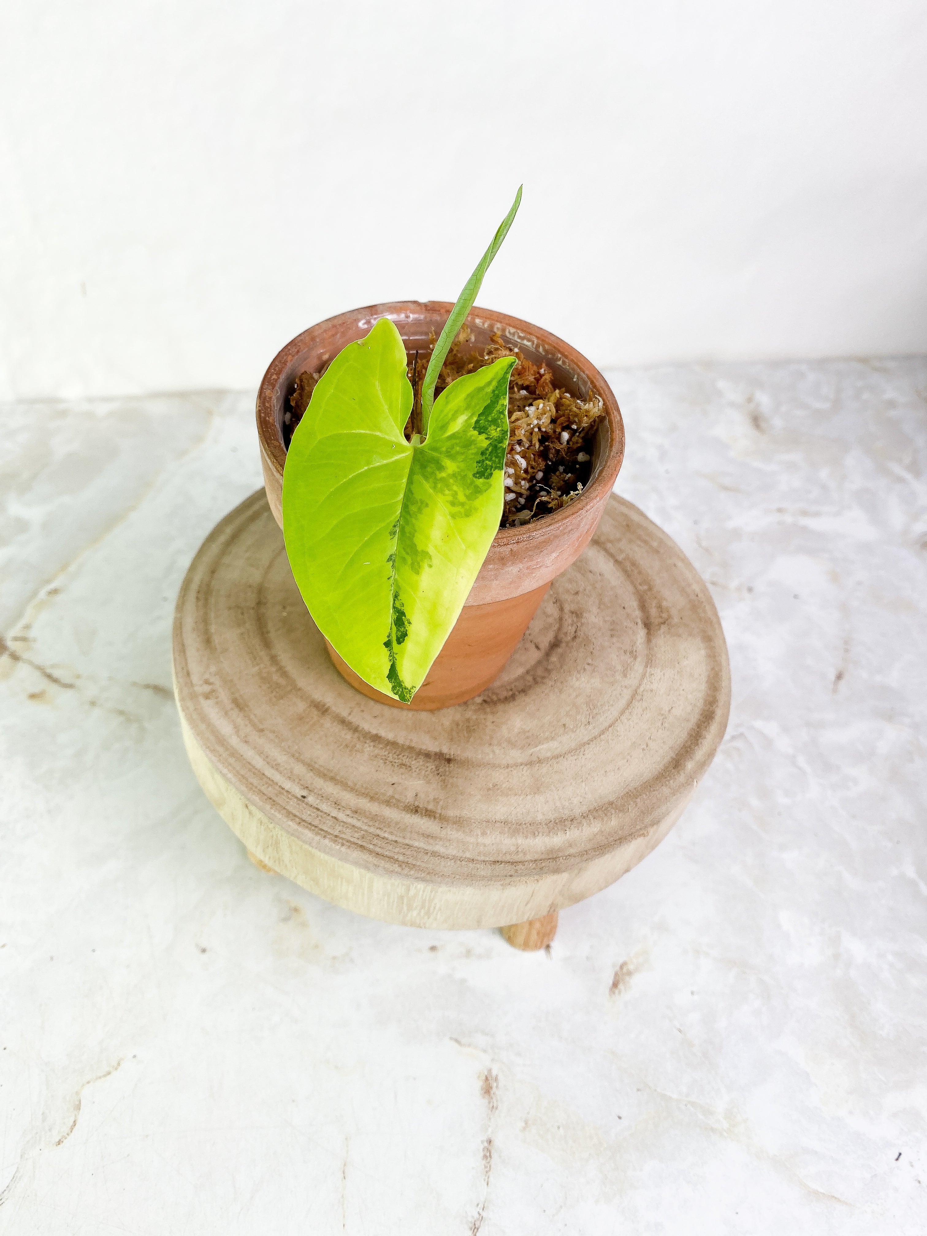 Syngonium Aurea 1 leaf 1 sprout Slightly Rooted Highly Variegated