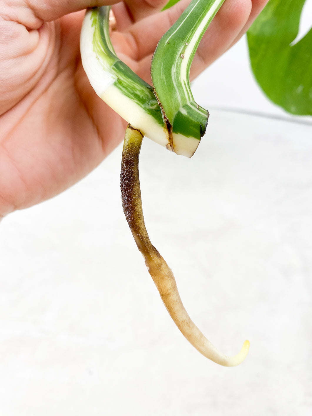 Monstera albo white tiger 2 leaves Top Cutting