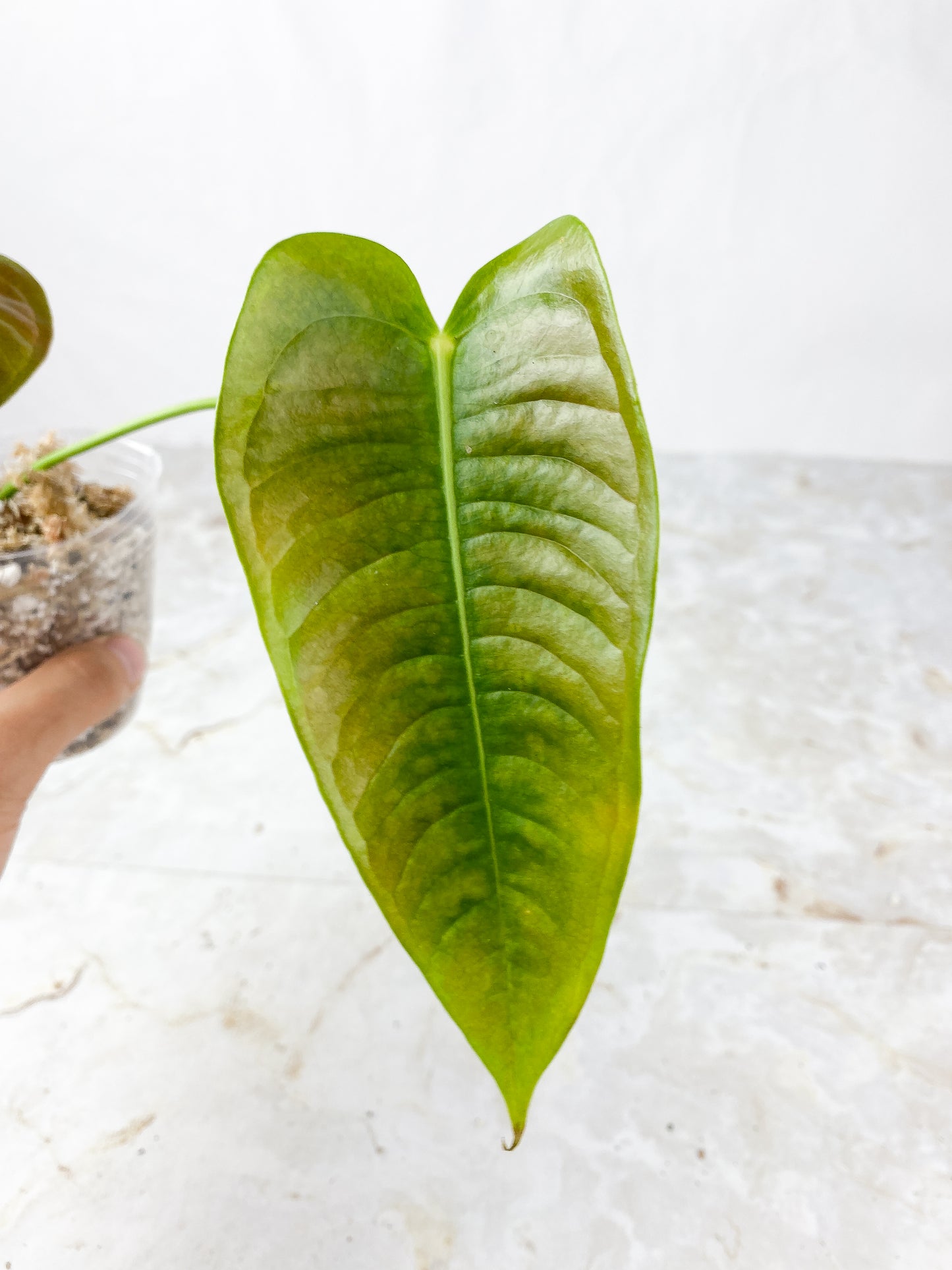 Anthurium Veitchii King Rooting 2 leaves