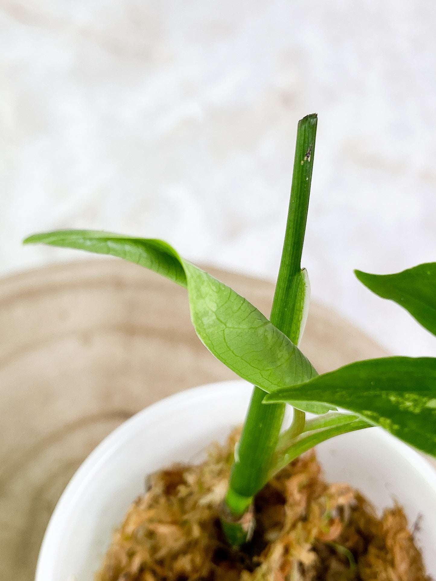 Syngonium Aurea 2 leaves Slightly Rooted Highly Variegated